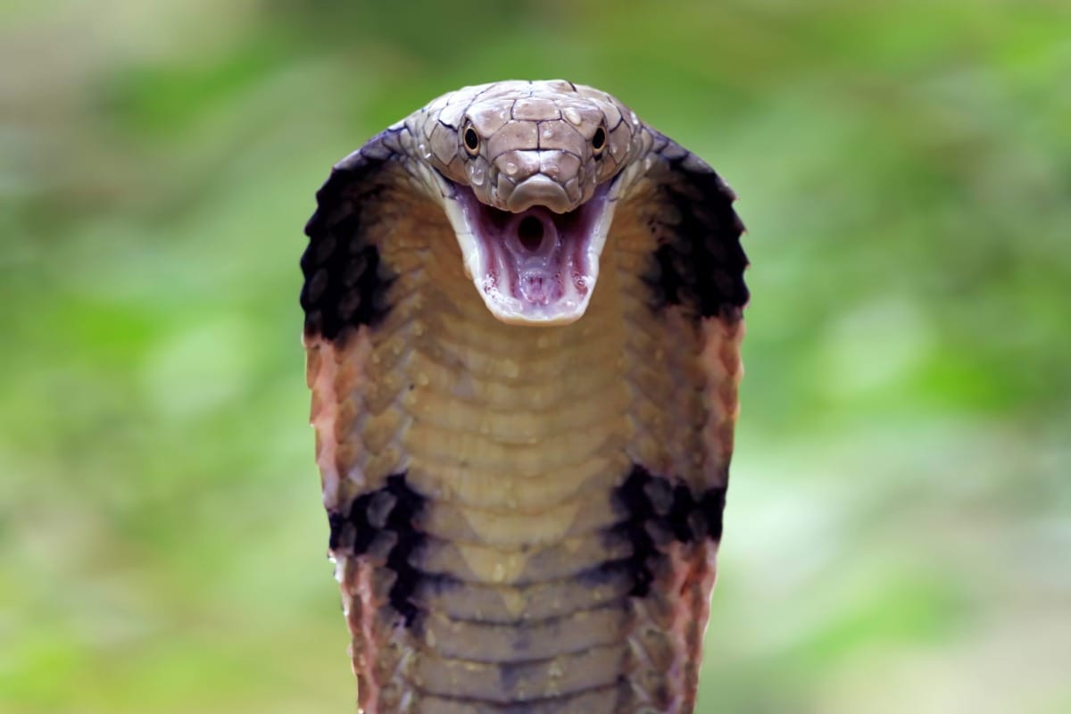 10عکس با کیفیت از مار کبری Cobra Snake برای چاپ روی پرده