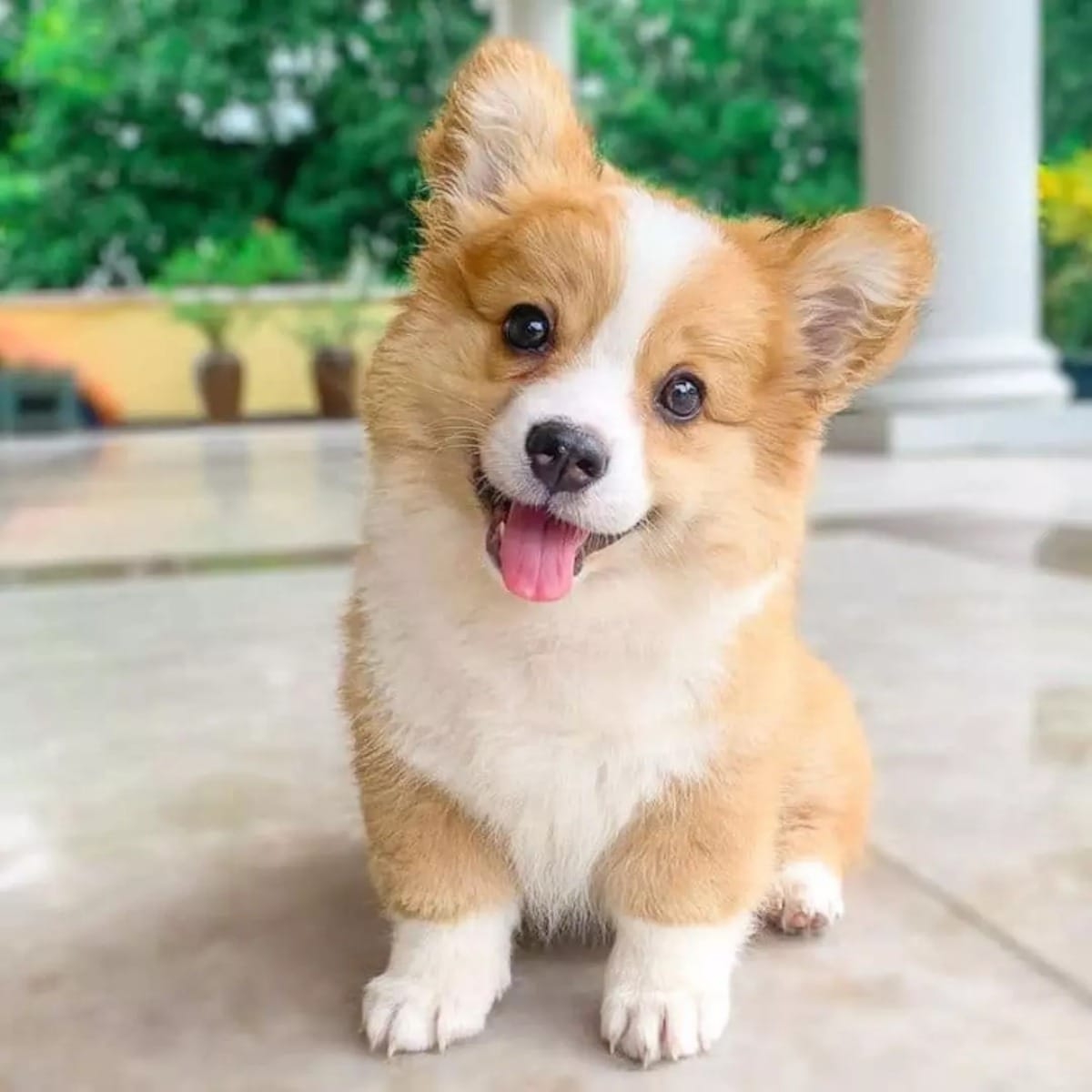 10 عکس کیوت و بامزه از سگ Cute Dog برای چاپ روی انواع پرده