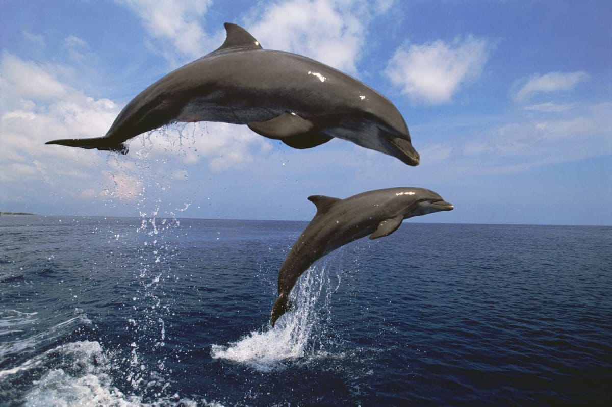 10عکس باکیفیت از دلفین Dolphin برای چاپ روی انواع پرده
