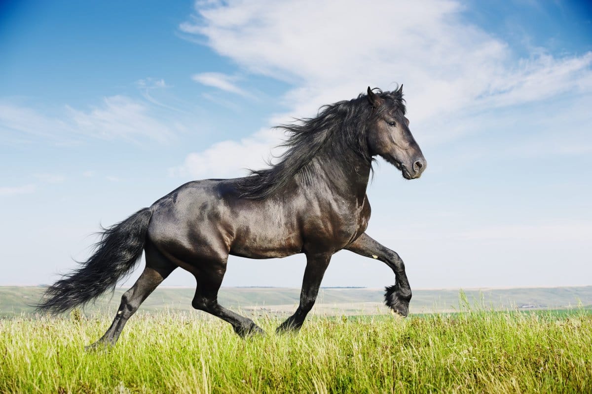 10عکس زیبا و باکیفیت از اسب Horse برای چاپ روی انواع پرده