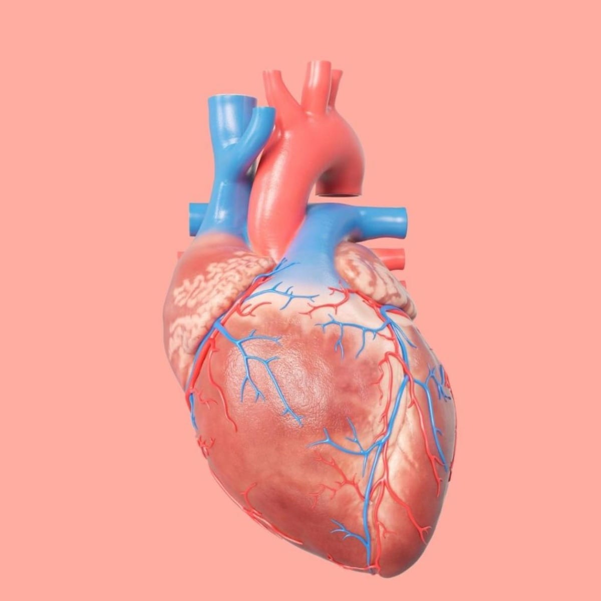 10عکس باکیفیت از قلب انسان Human Heart برای چاپ روی انواع پرده