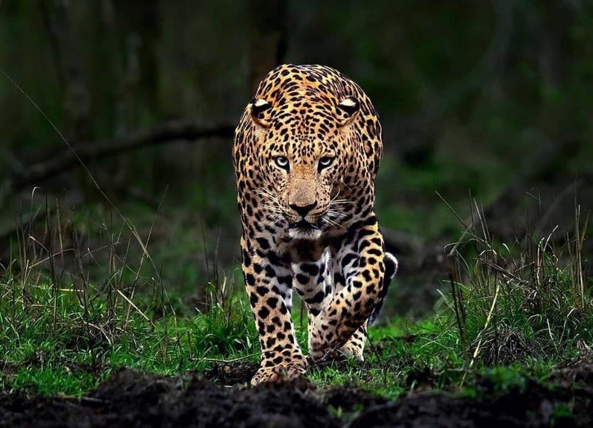 10عکس باکیفیت از پلنگ Leopard برای چاپ روی انواع پرده
