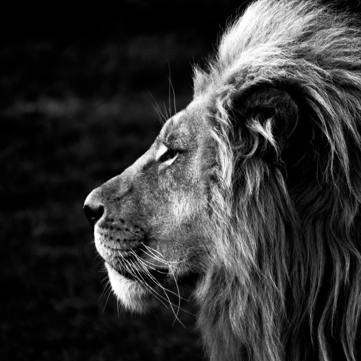 10عکس زیبا و باکیفیت از شیر Lion برای چاپ وی انواع پرده