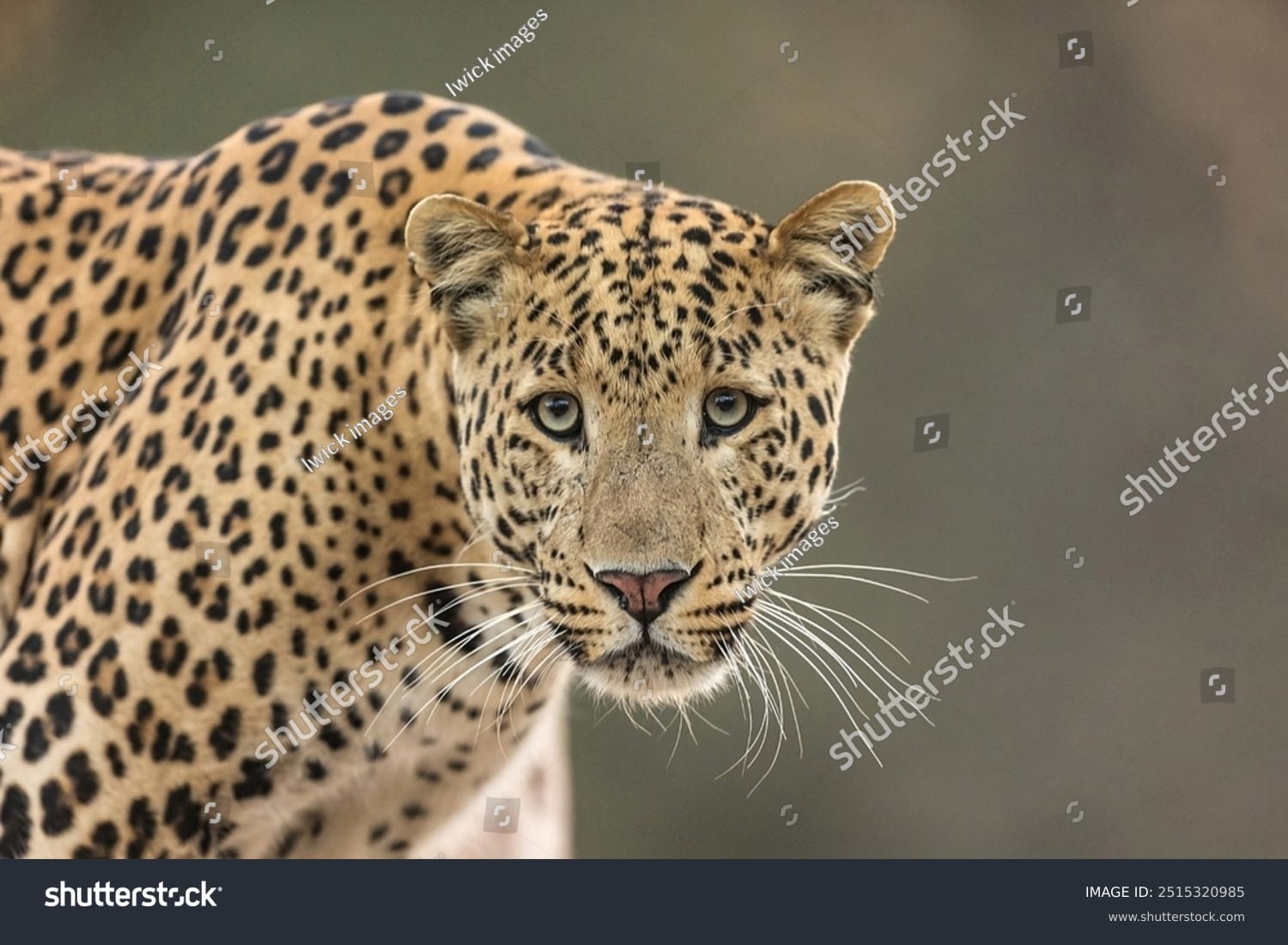 پلنگ Leopard - کد 2515320985