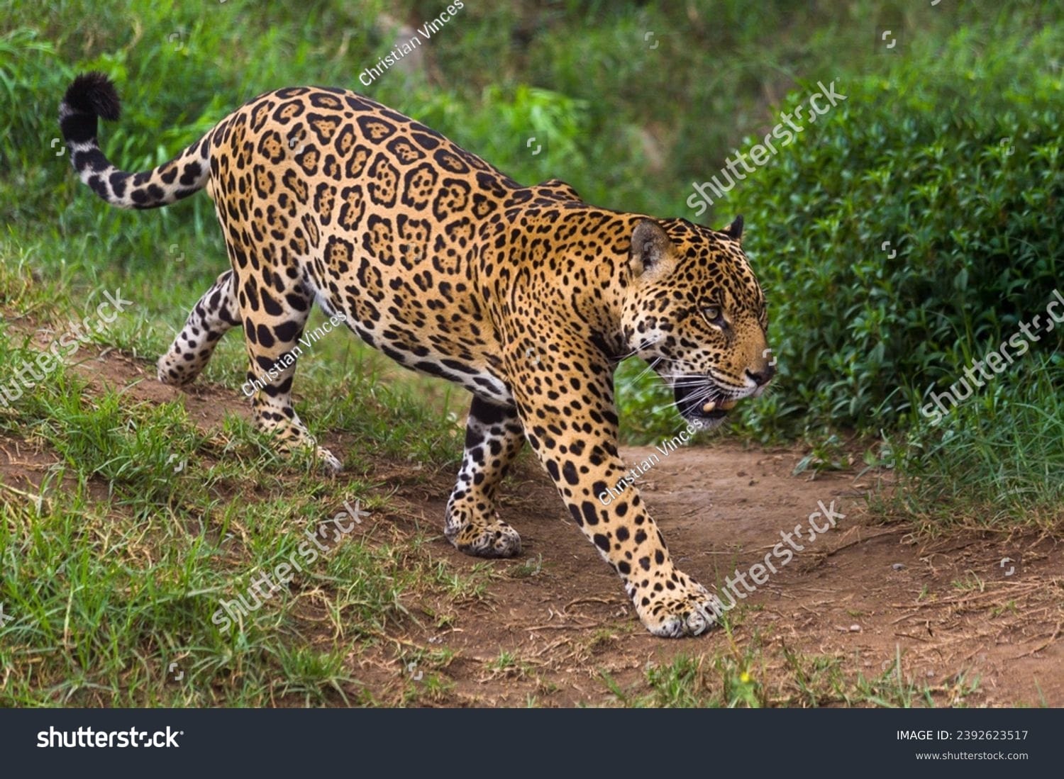 پلنگ Leopard - کد 2392623517