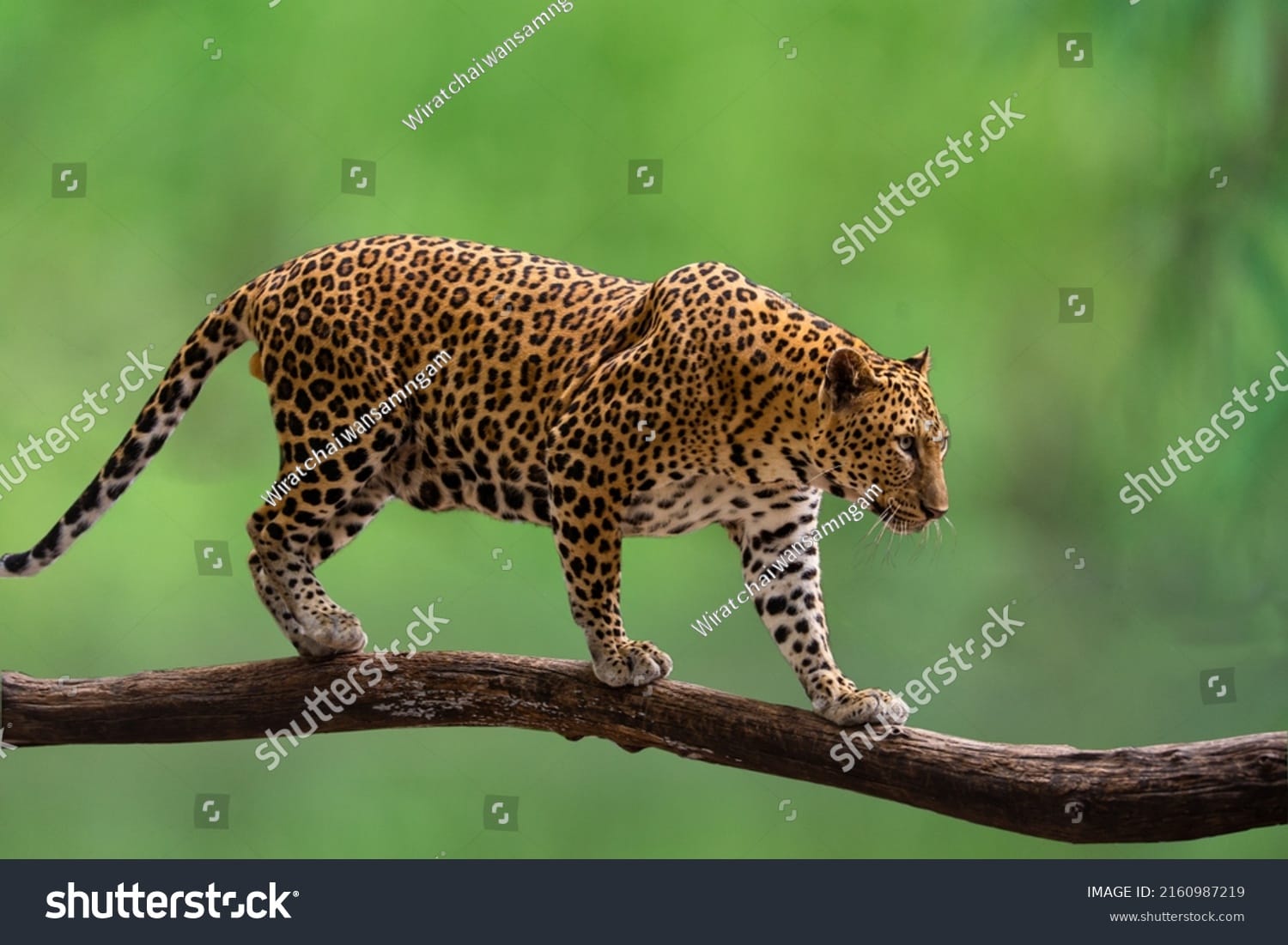پلنگ Leopard - کد 2160987219