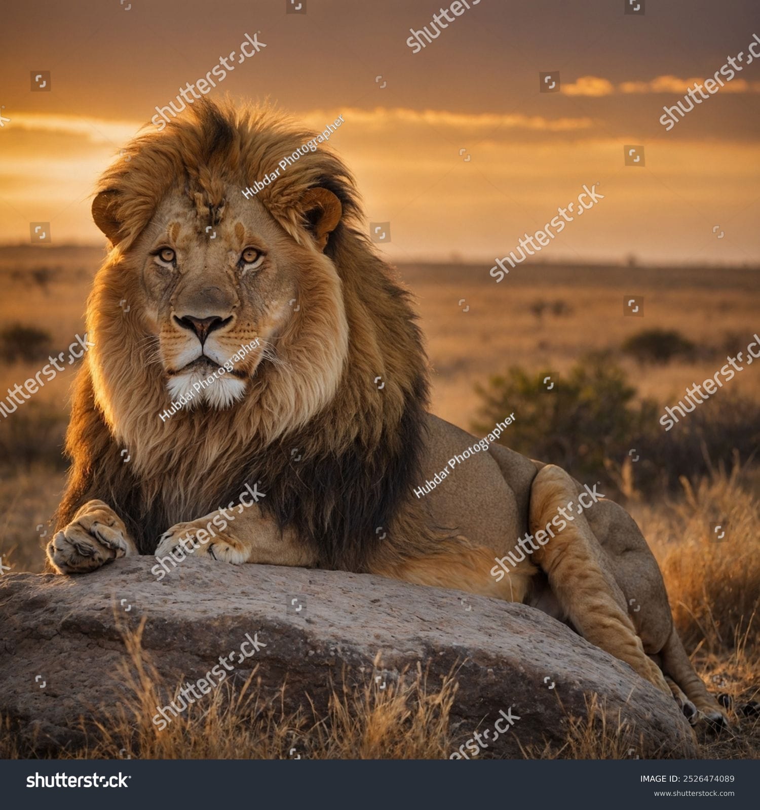 شیر Lion - کد 2526474089
