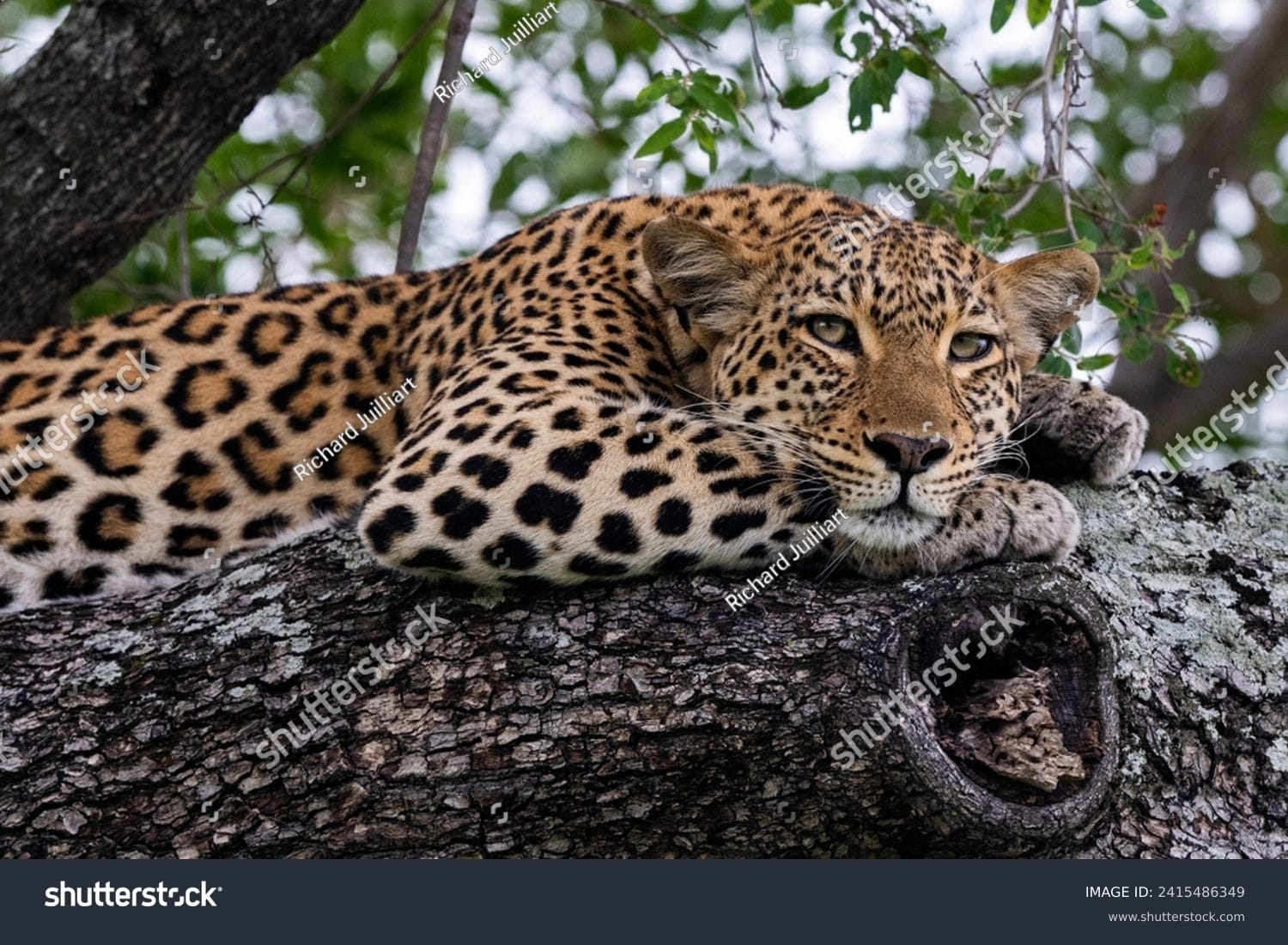 پلنگ Leopard - کد 2415486349