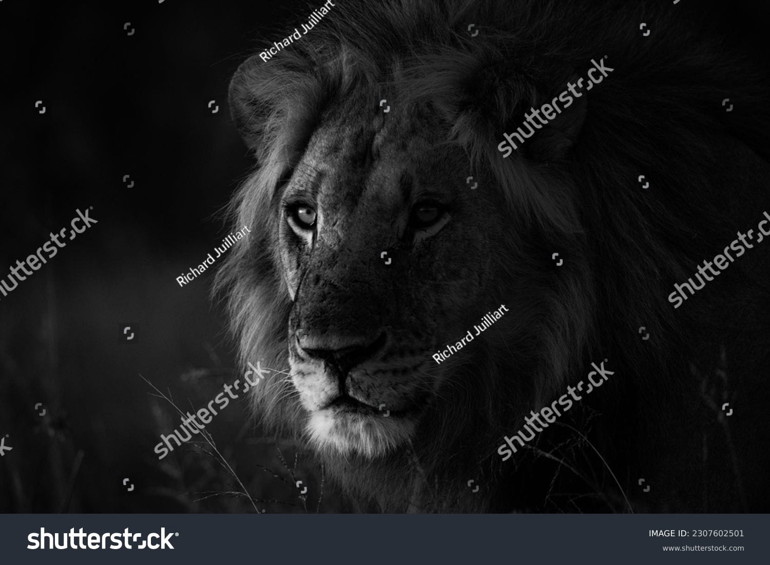 شیر Lion - کد 2307602501