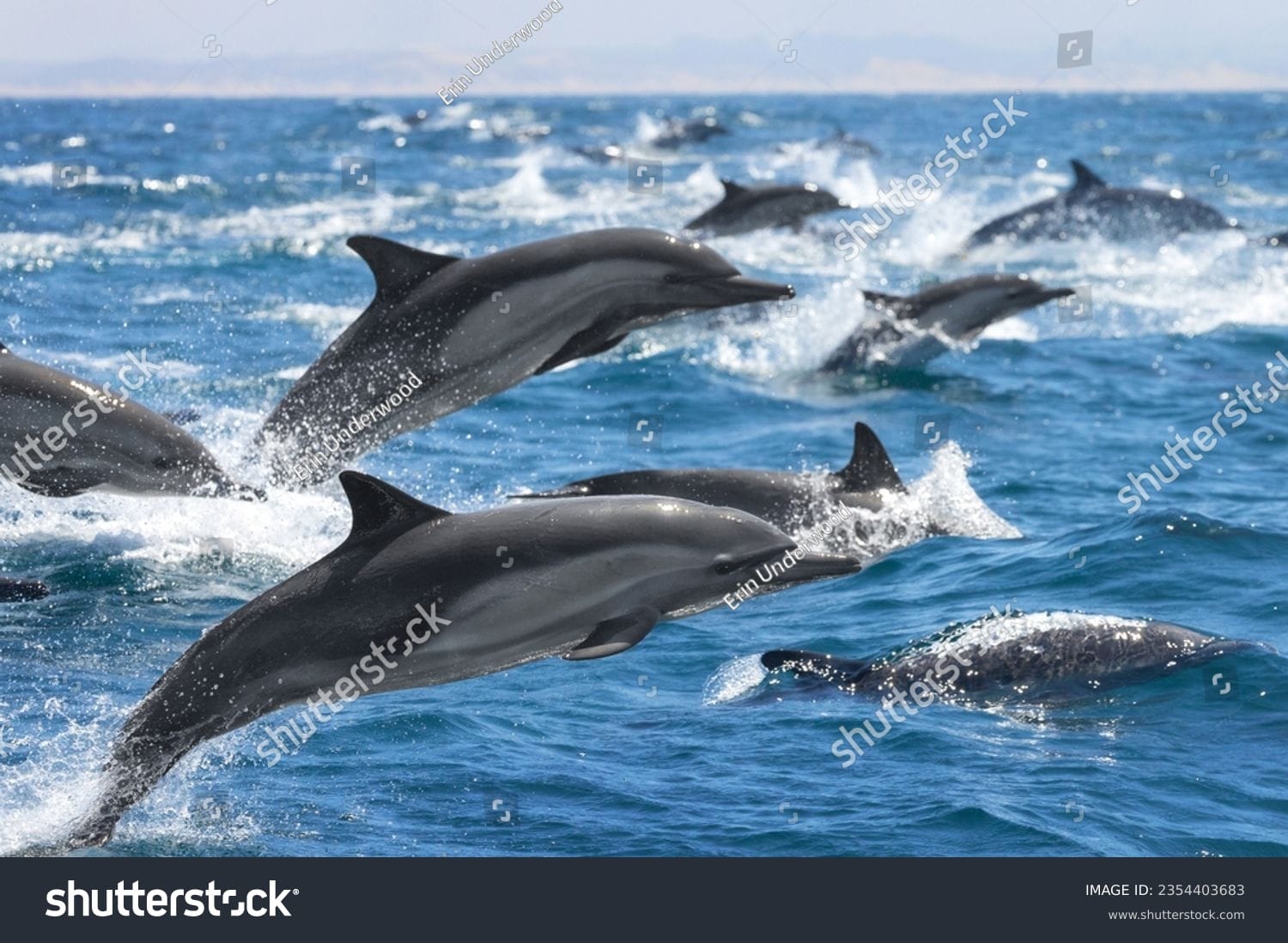 دلفین Dolphin - کد 2354403683