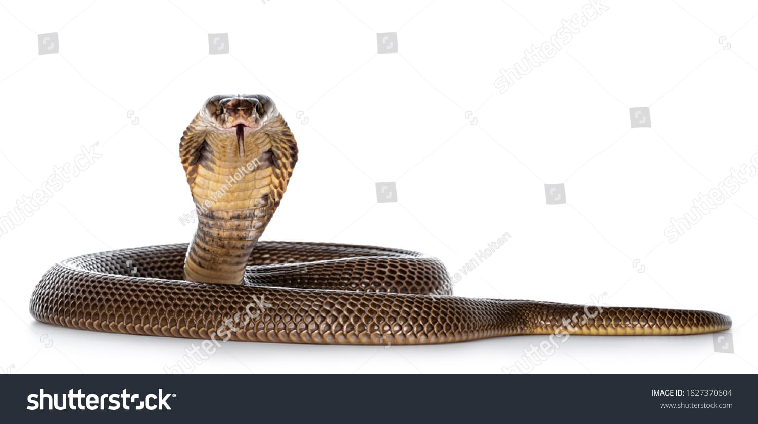 مار کبری Cobra Snake - کد 1827370604