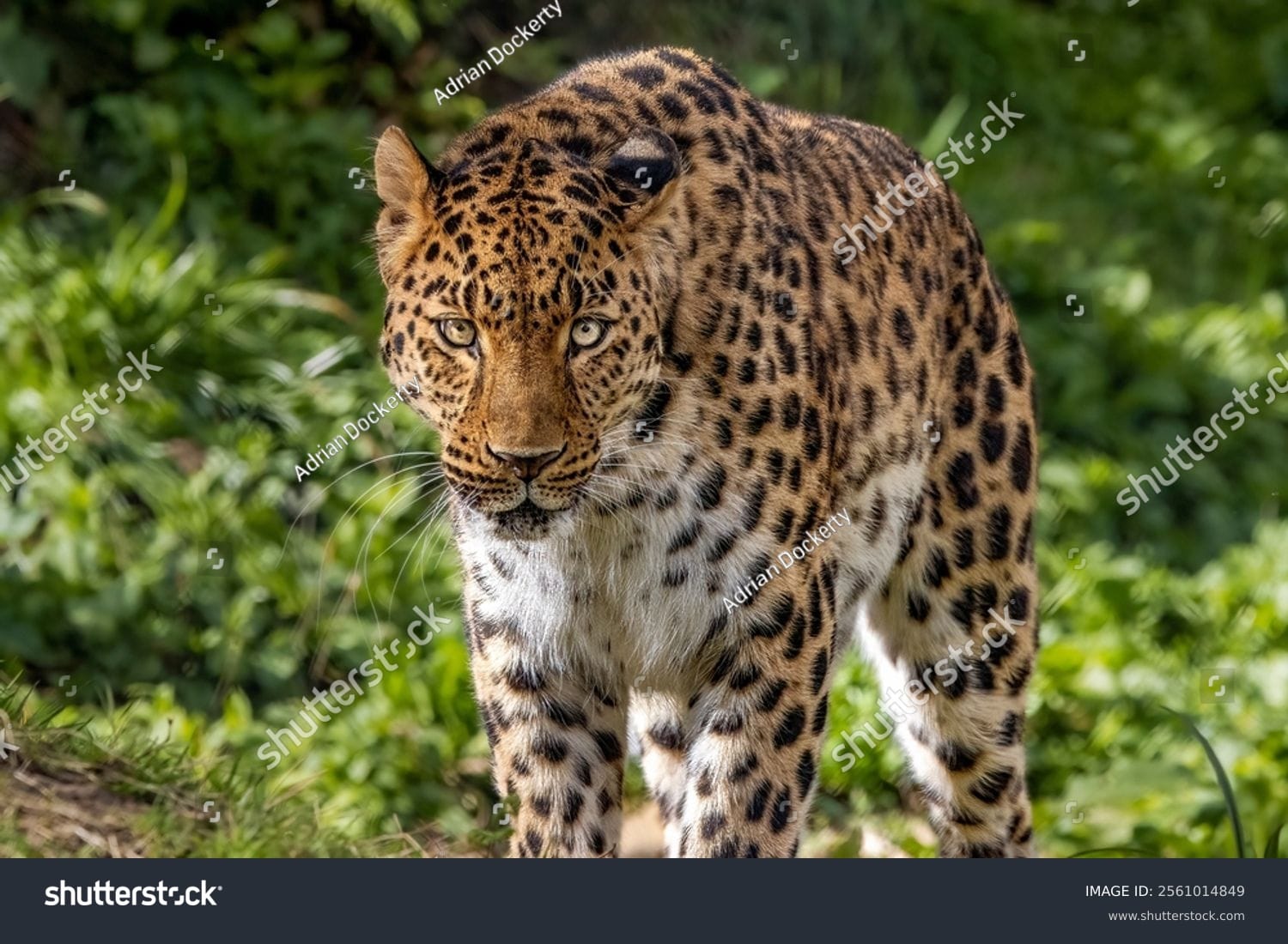 پلنگ Leopard - کد 2561014849