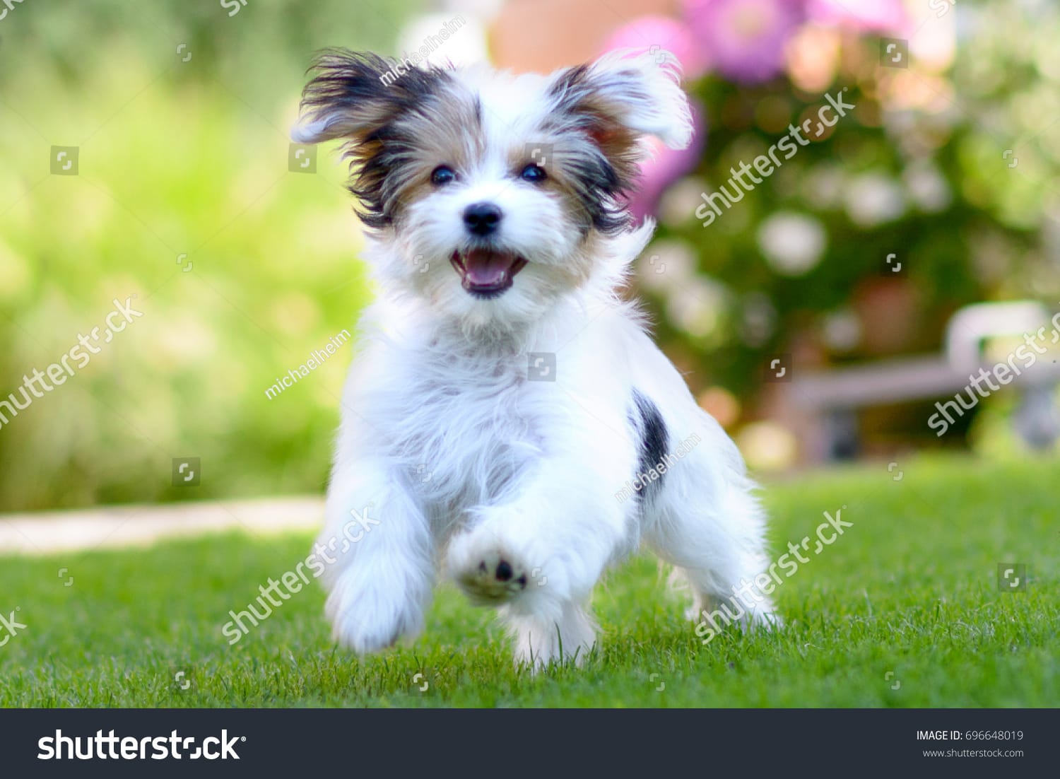 سگ بامزه Cute Dog - کد 696648019