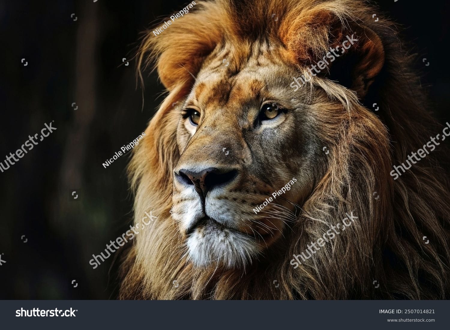 شیر Lion - کد 2507014821