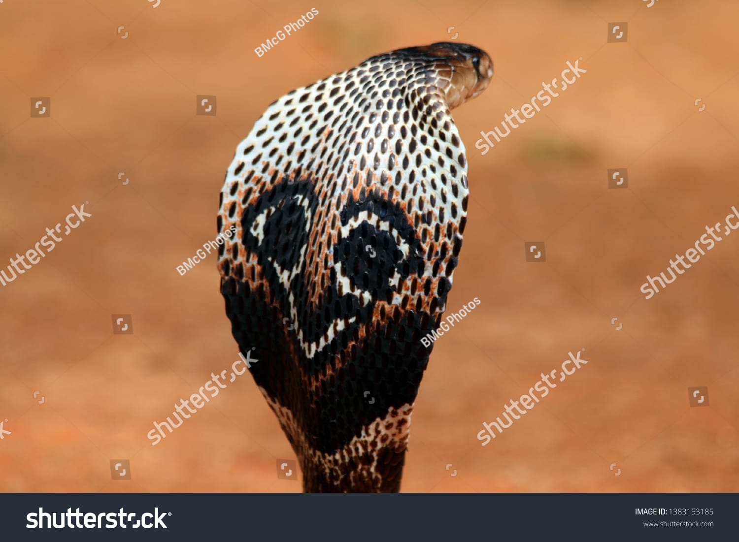 مار کبری Cobra Snake - کد 1383153185