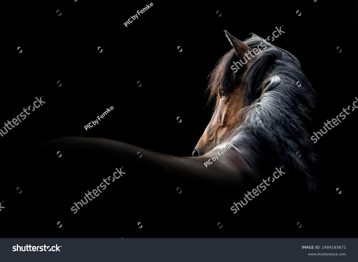 اسب horse - کد 2484193671