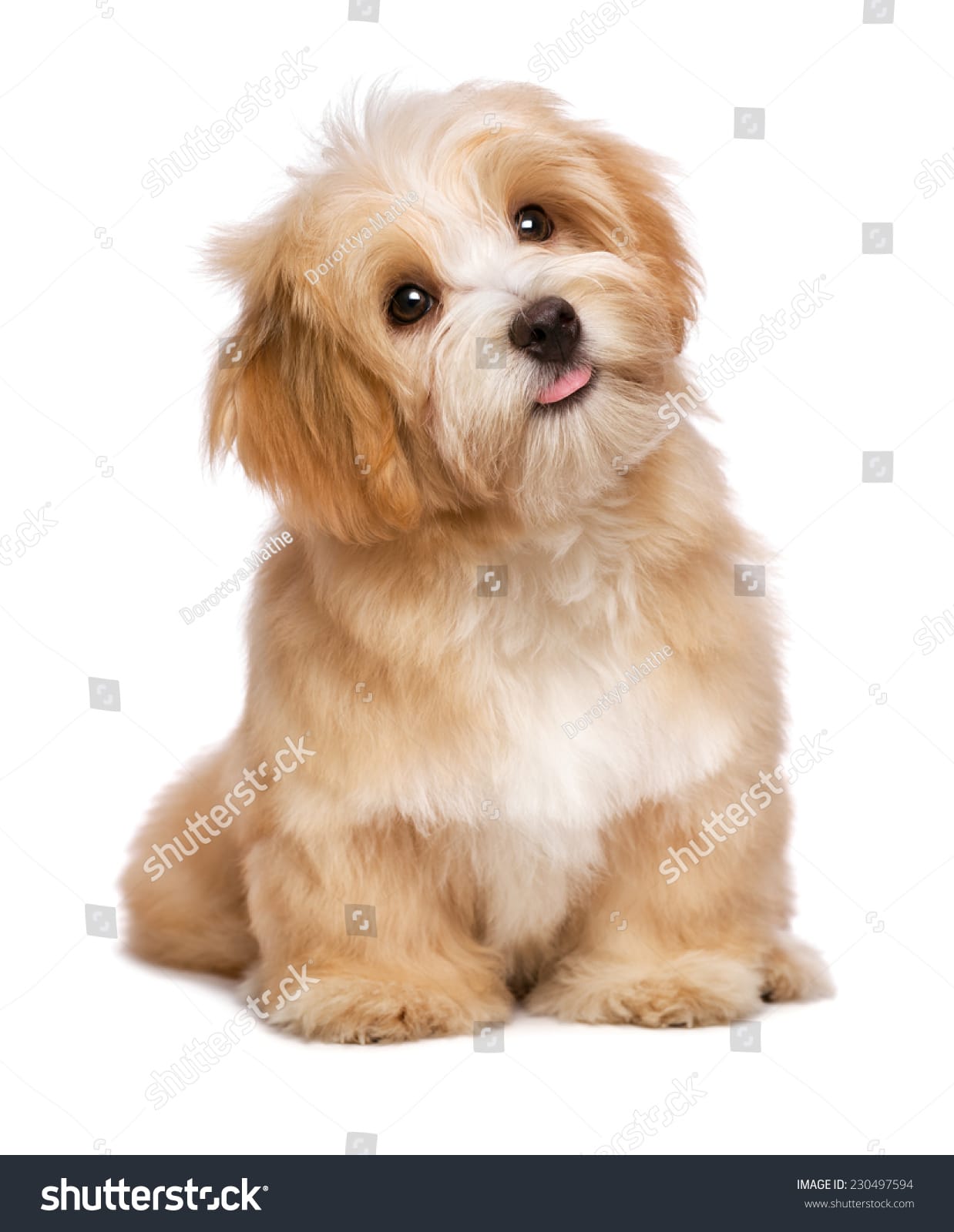 سگ بامزه Cute Dog - کد 230497594
