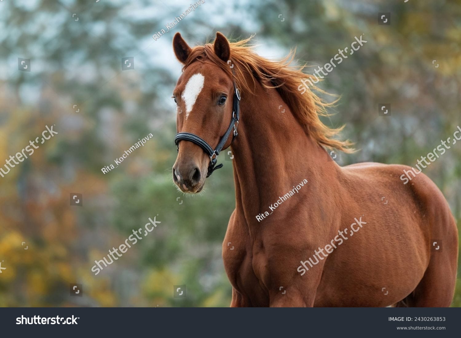 اسب horse - کد 2430263853