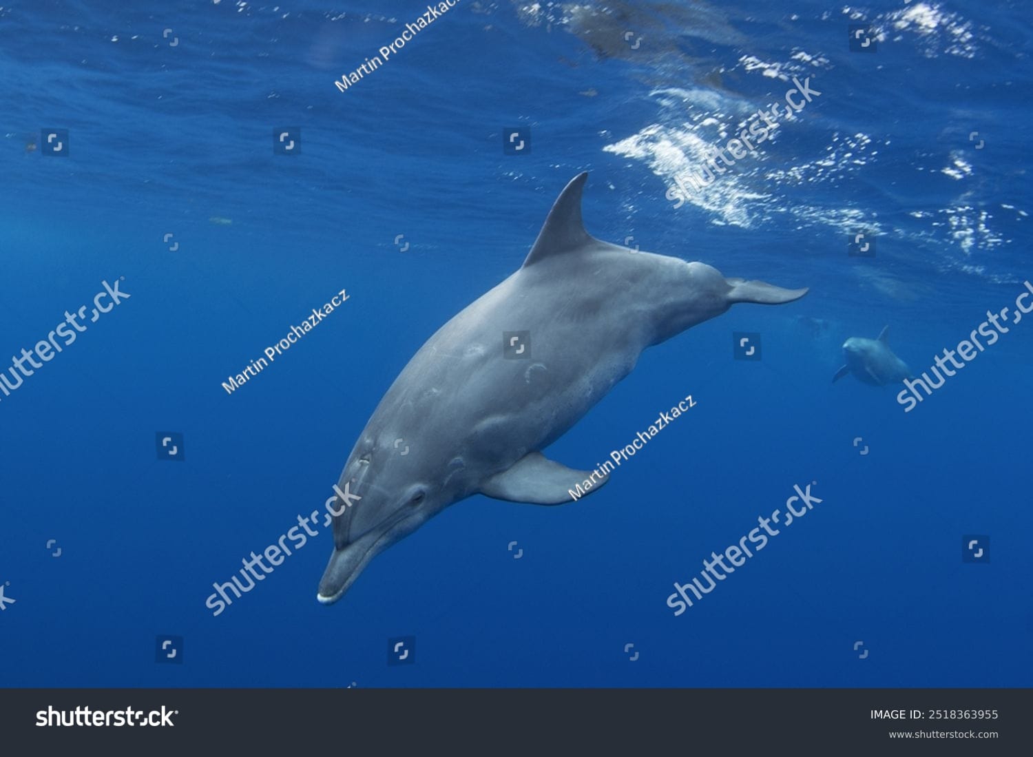 دلفین Dolphin - کد 2518363955