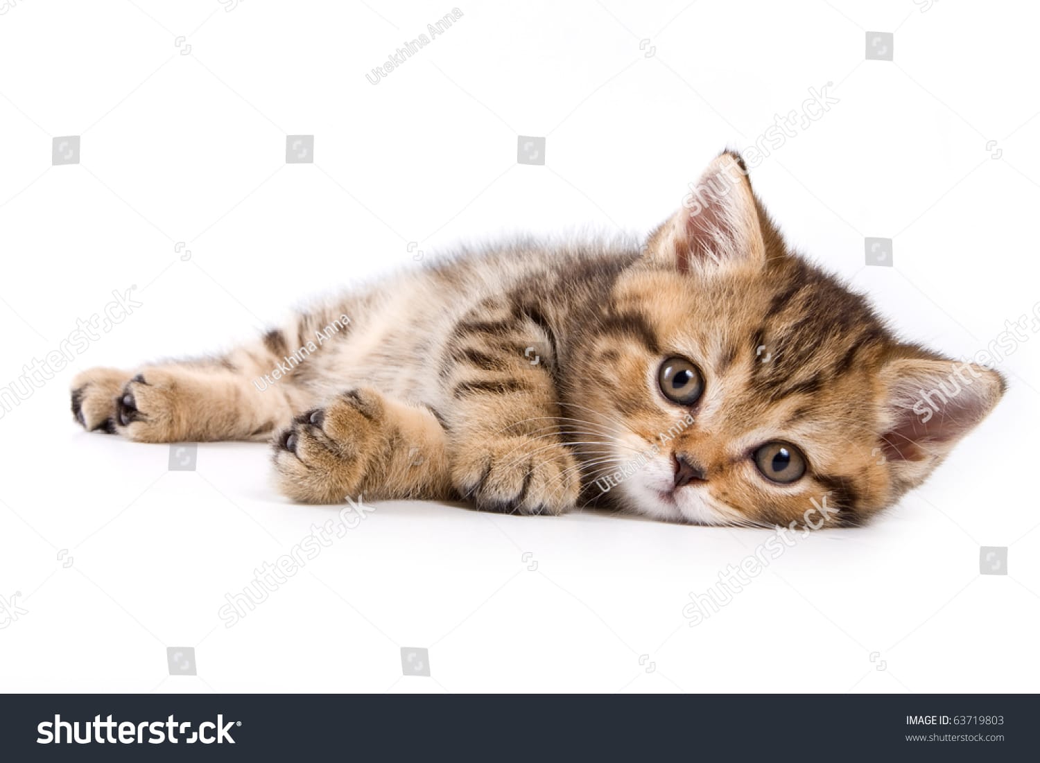 بچه گربه Baby Kitten - کد 63719803