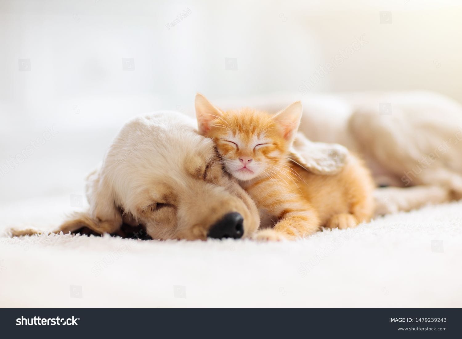 بچه گربه Baby Kitten - کد 1479239243