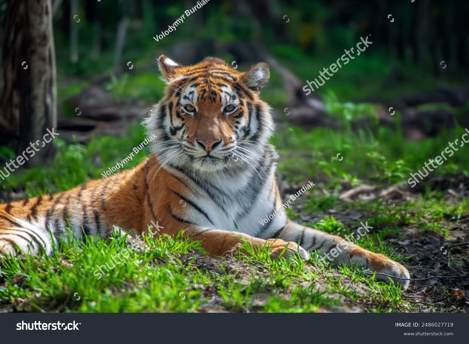 ببر Tiger - کد 2486027719