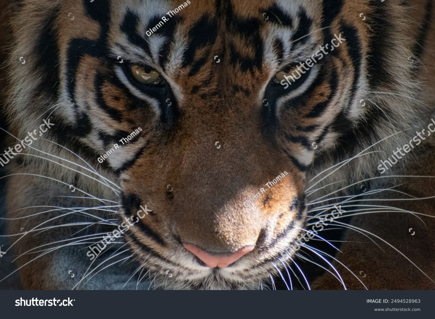 ببر Tiger - کد 2494528963