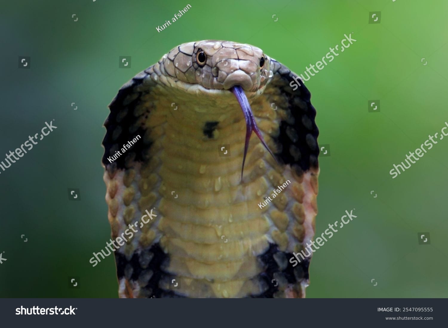 مار کبری Cobra Snake - کد 2547095555
