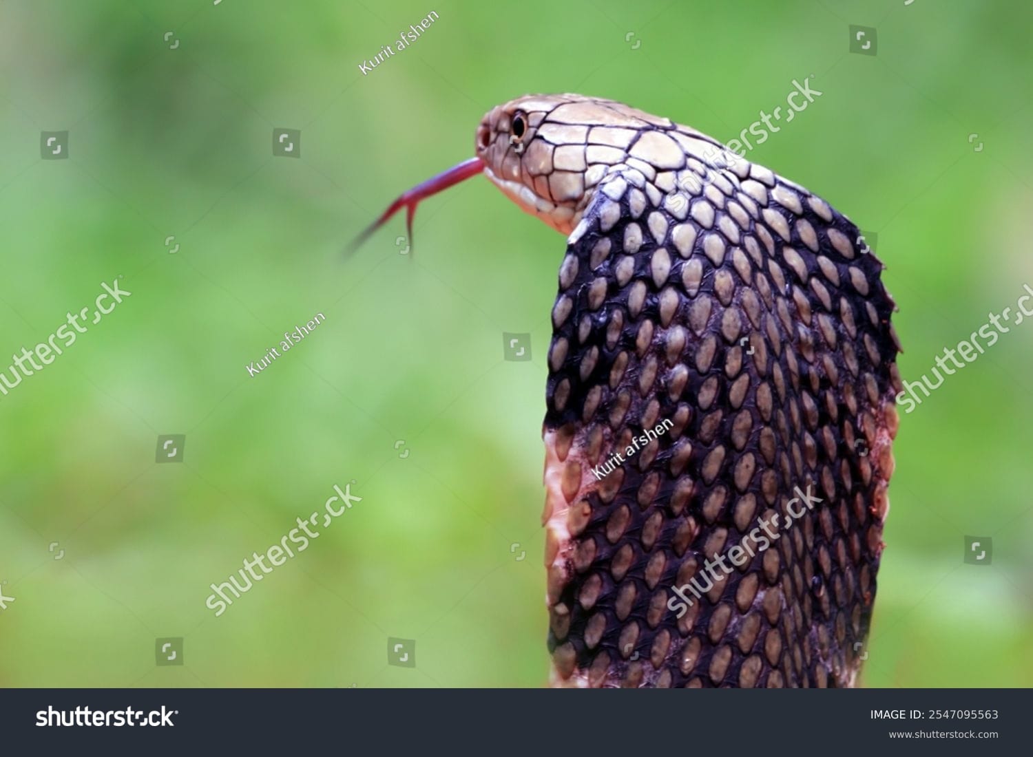 مار کبری Cobra Snake - کد 2547095563
