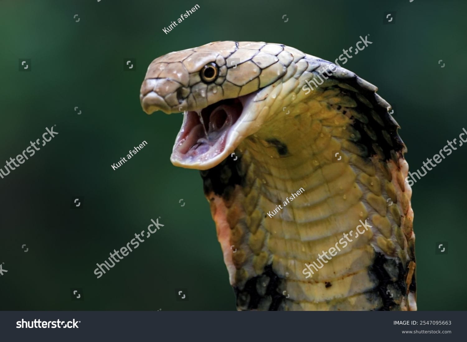 مار کبری Cobra Snake - کد 2547095663