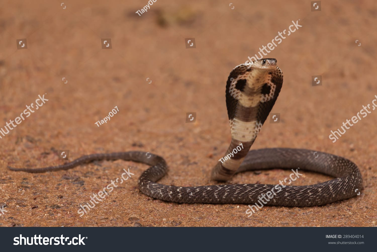 مار کبری Cobra Snake - کد 289404014