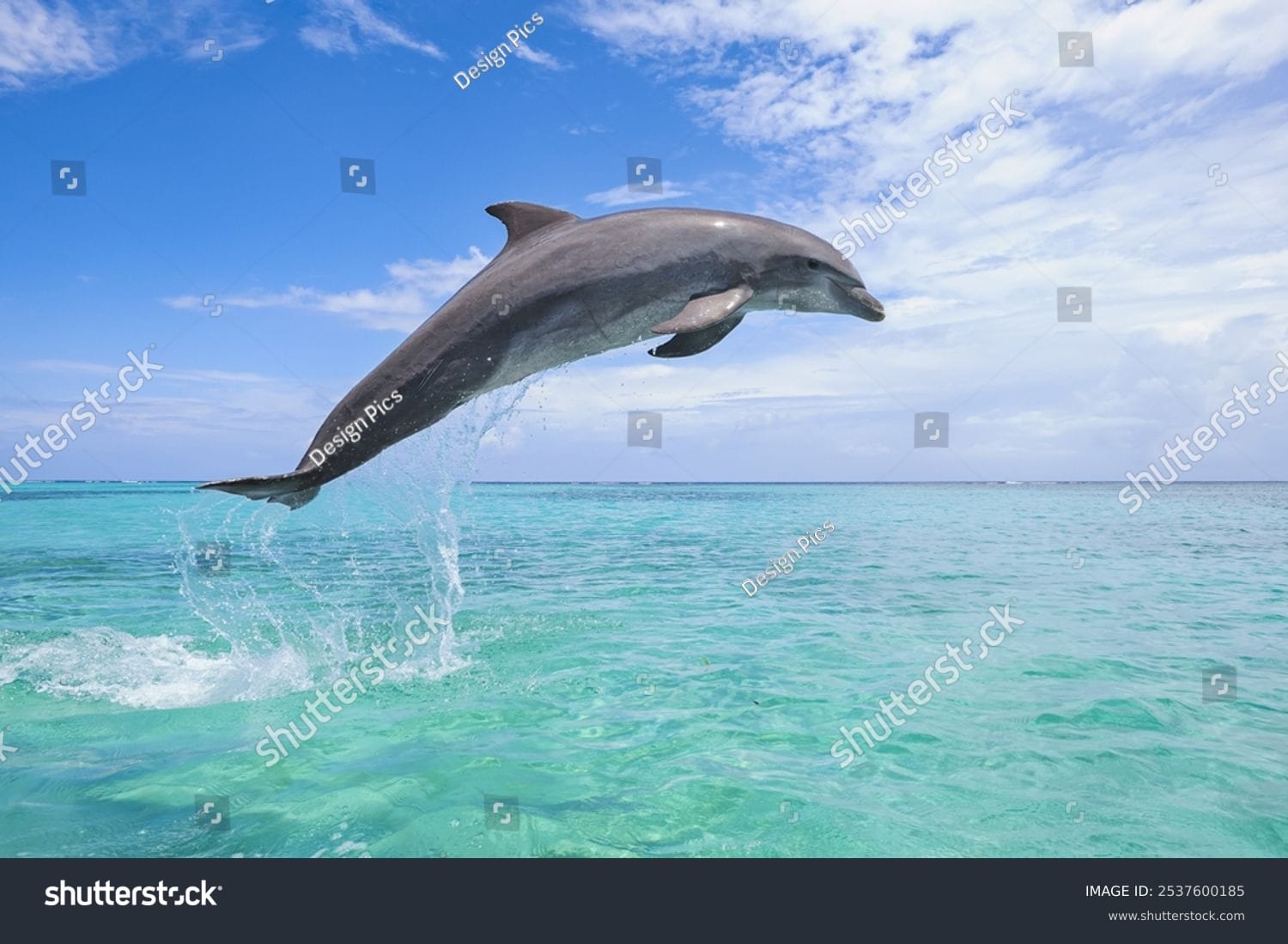 دلفین Dolphin - کد 2537600185