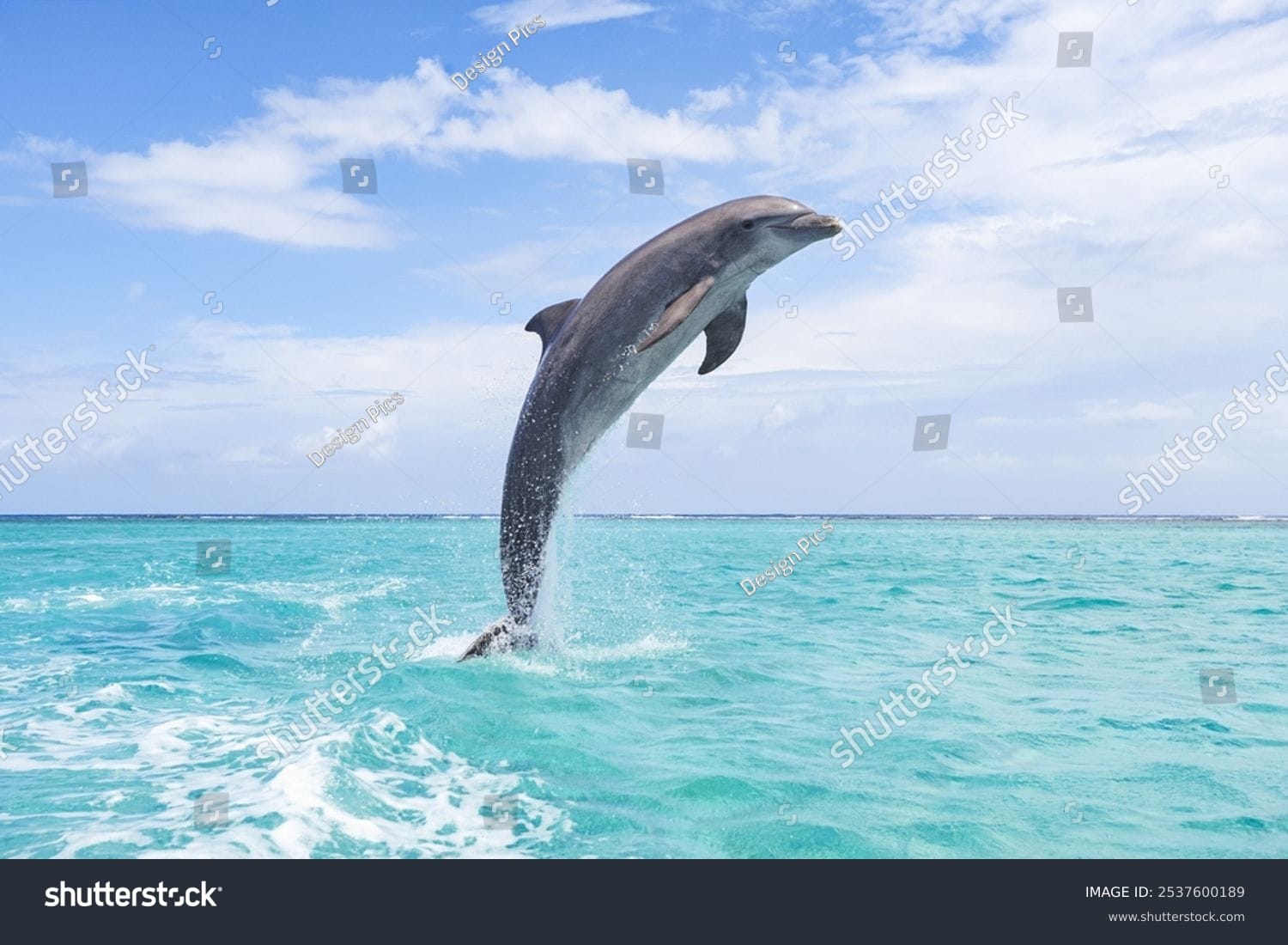دلفین Dolphin - کد 2537600189