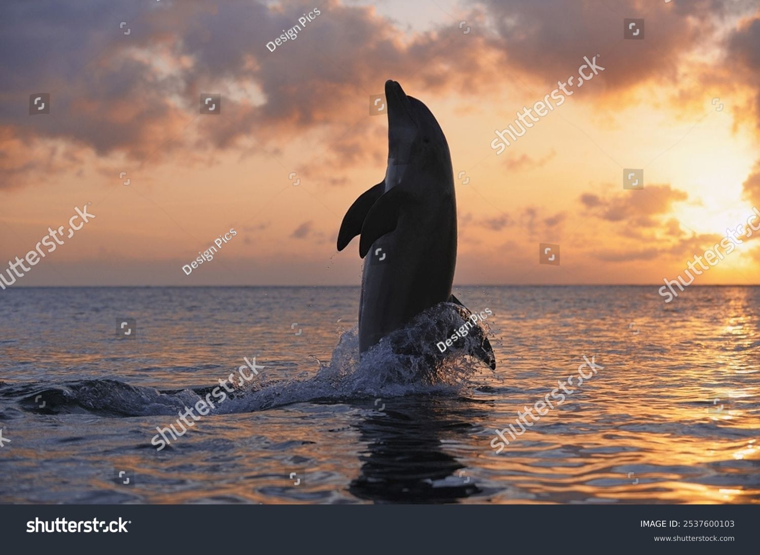 دلفین Dolphin - کد 2537600103