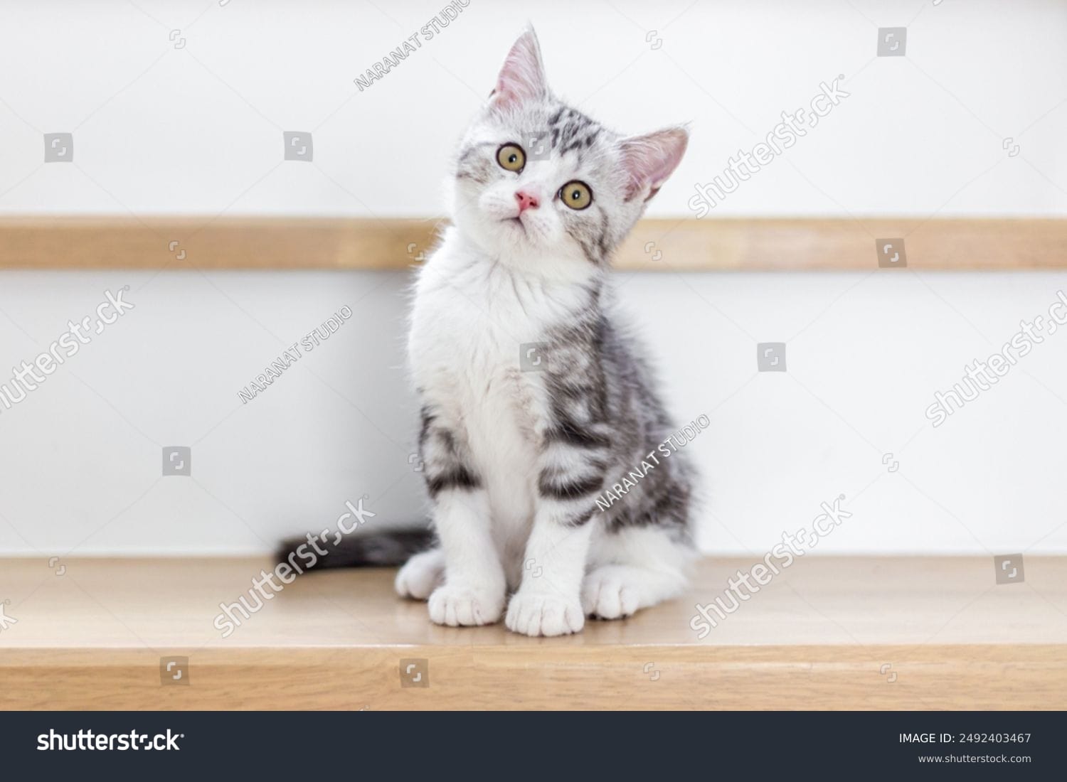 بچه گربه Baby Kitten - کد 2492403467