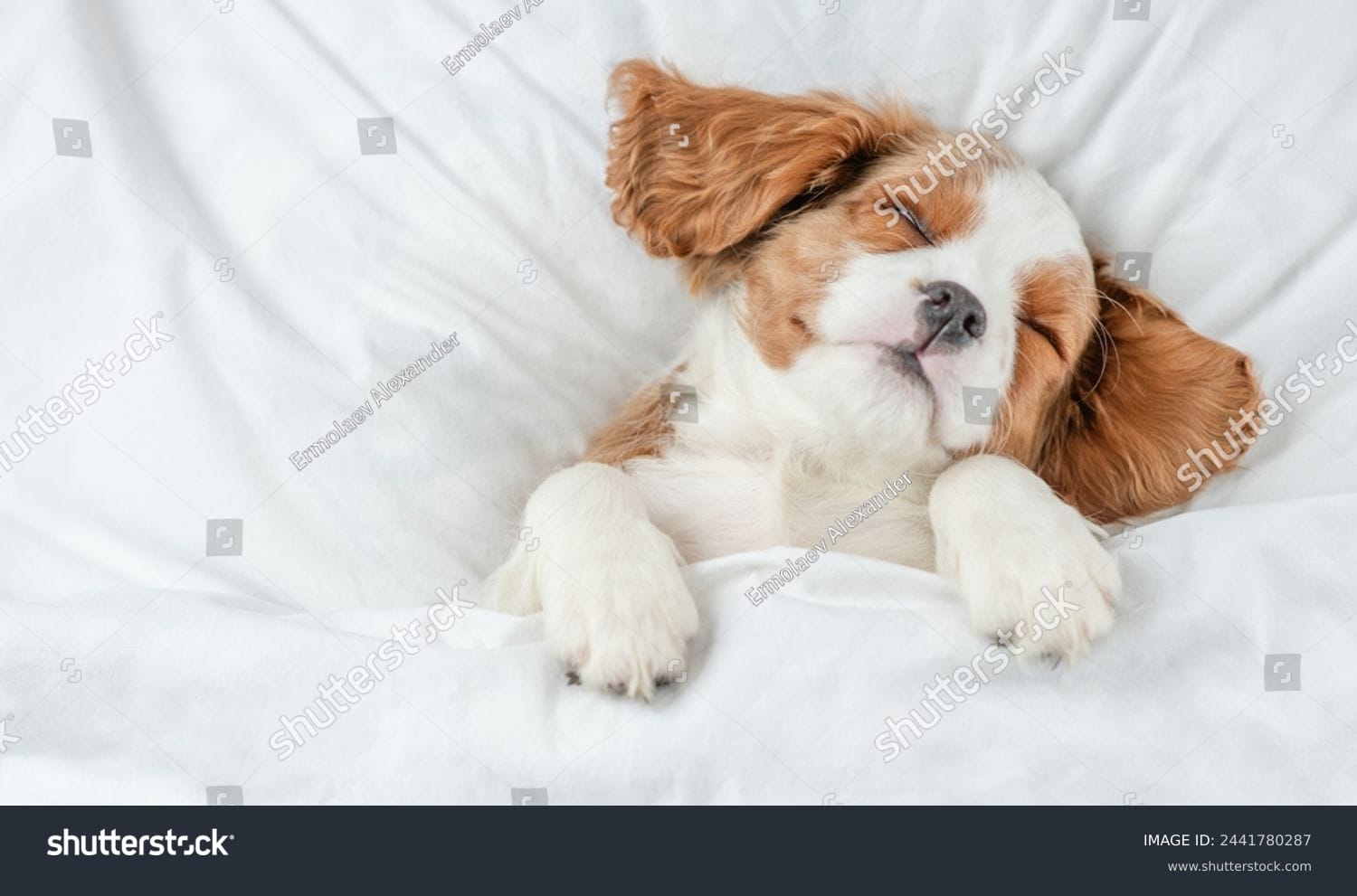 سگ بامزه Cute Dog - کد 2441780287