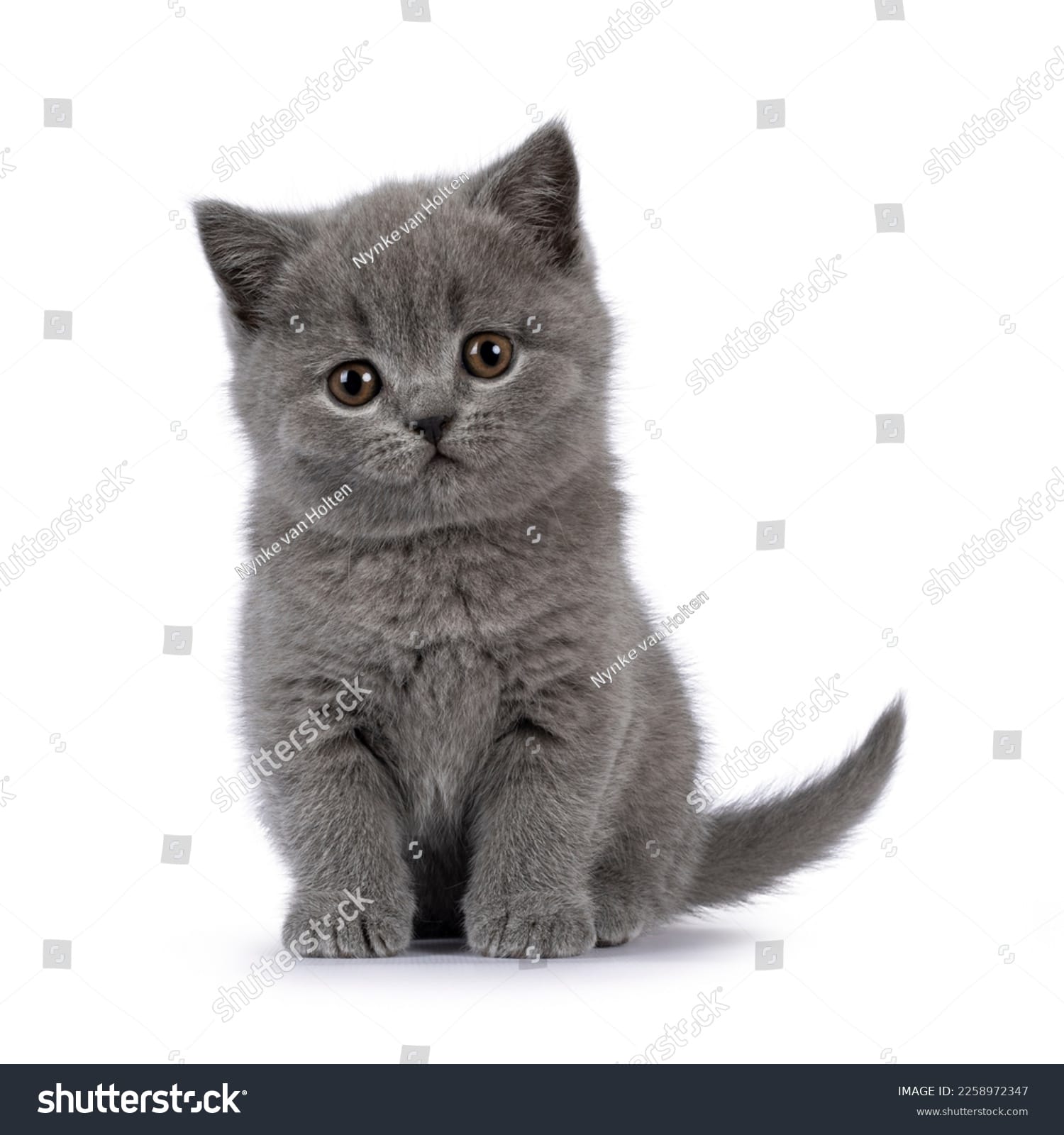 بچه گربه Baby Kitten - کد 2258972347