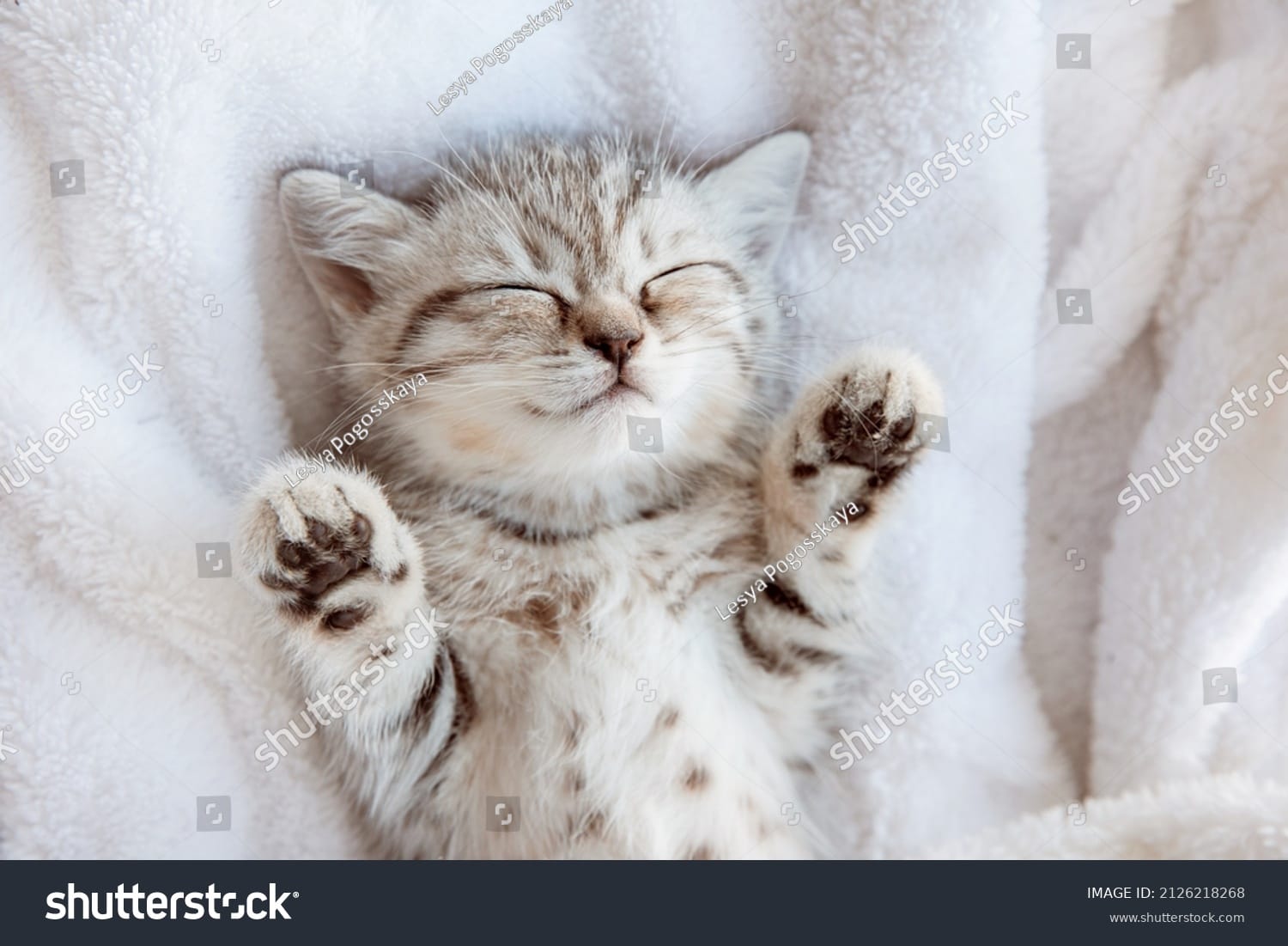 بچه گربه Baby Kitten - کد 2126218268