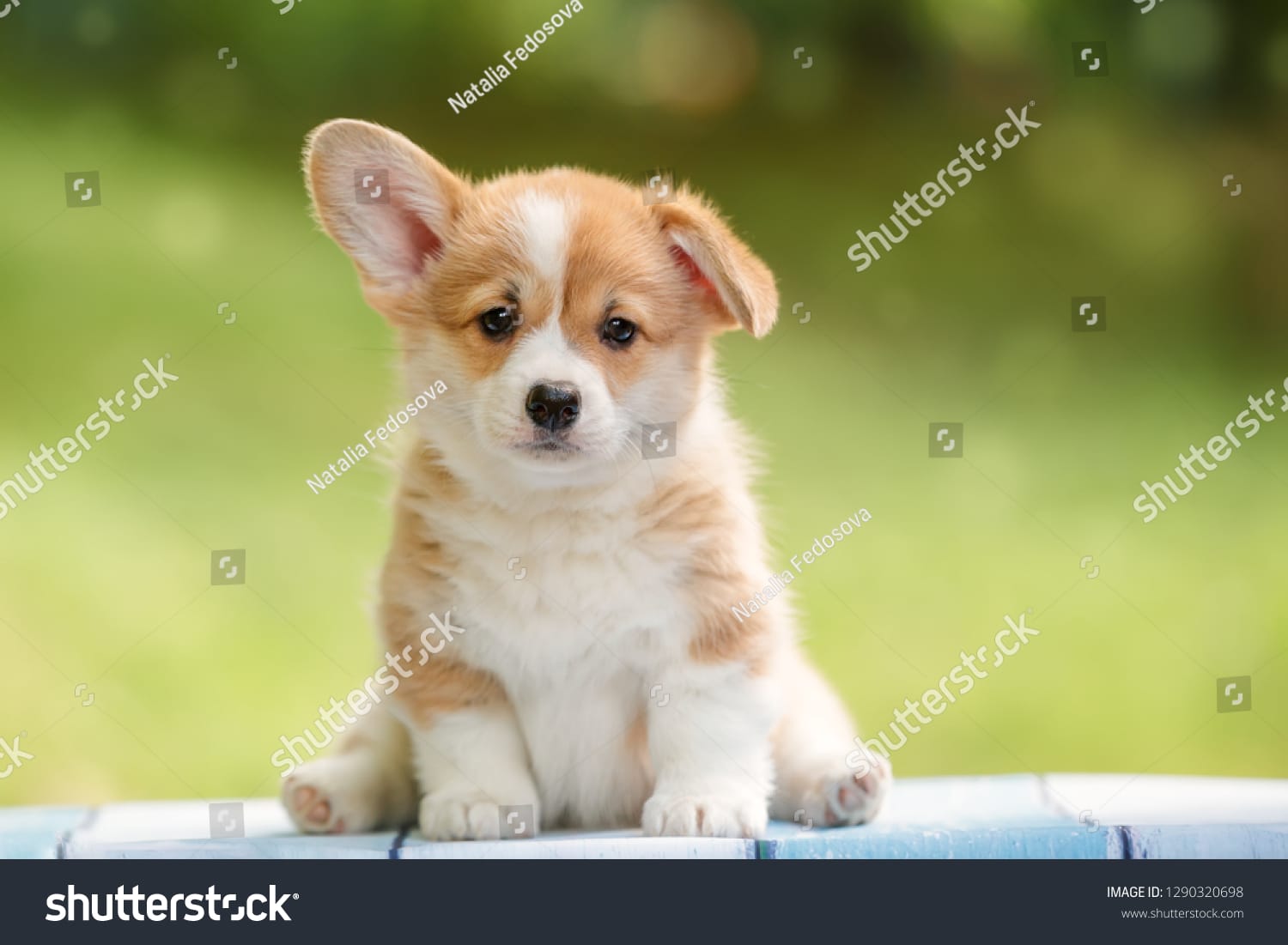 سگ بامزه Cute Dog - کد 1290320698