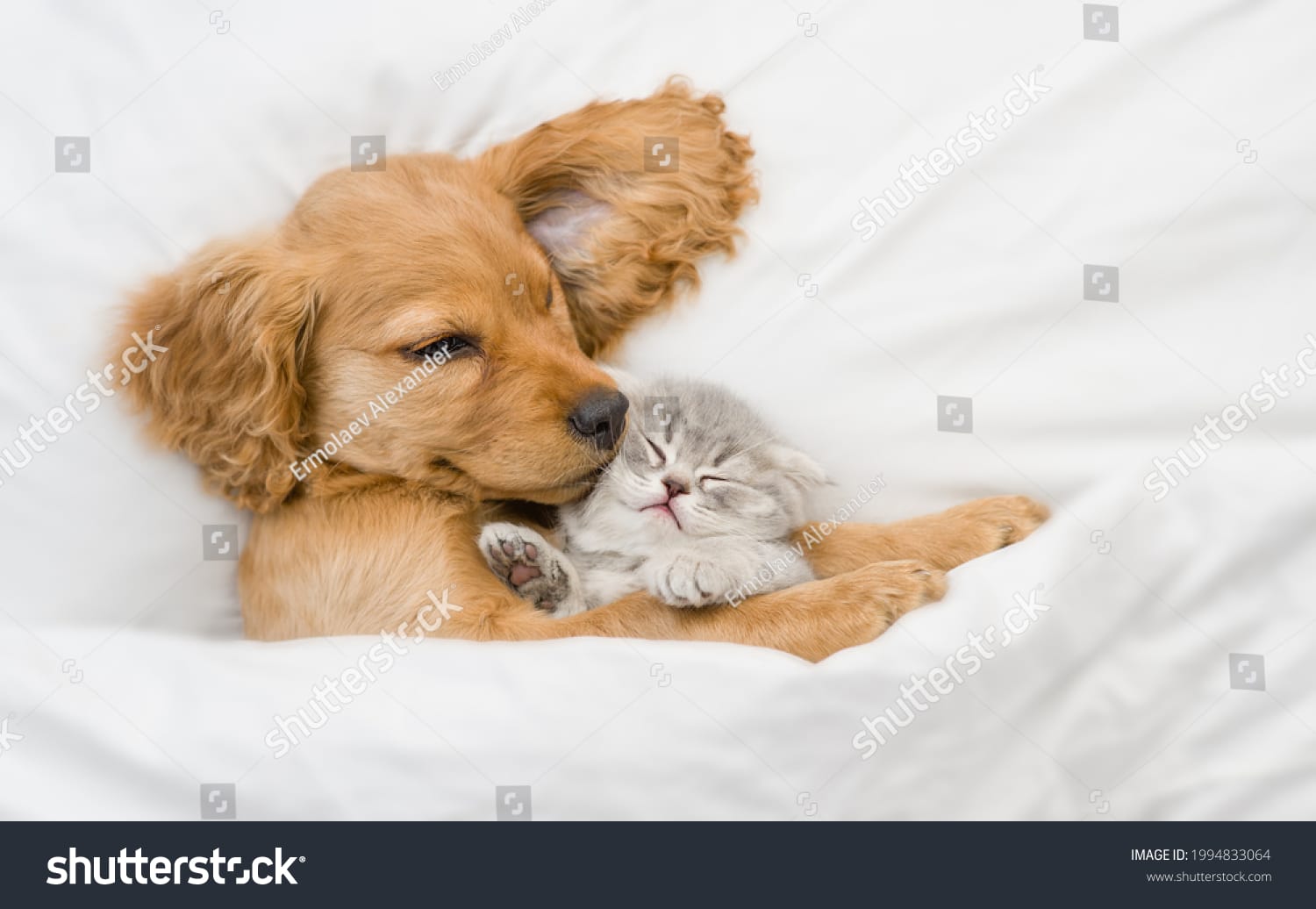 سگ بامزه Cute Dog - کد 1994833064