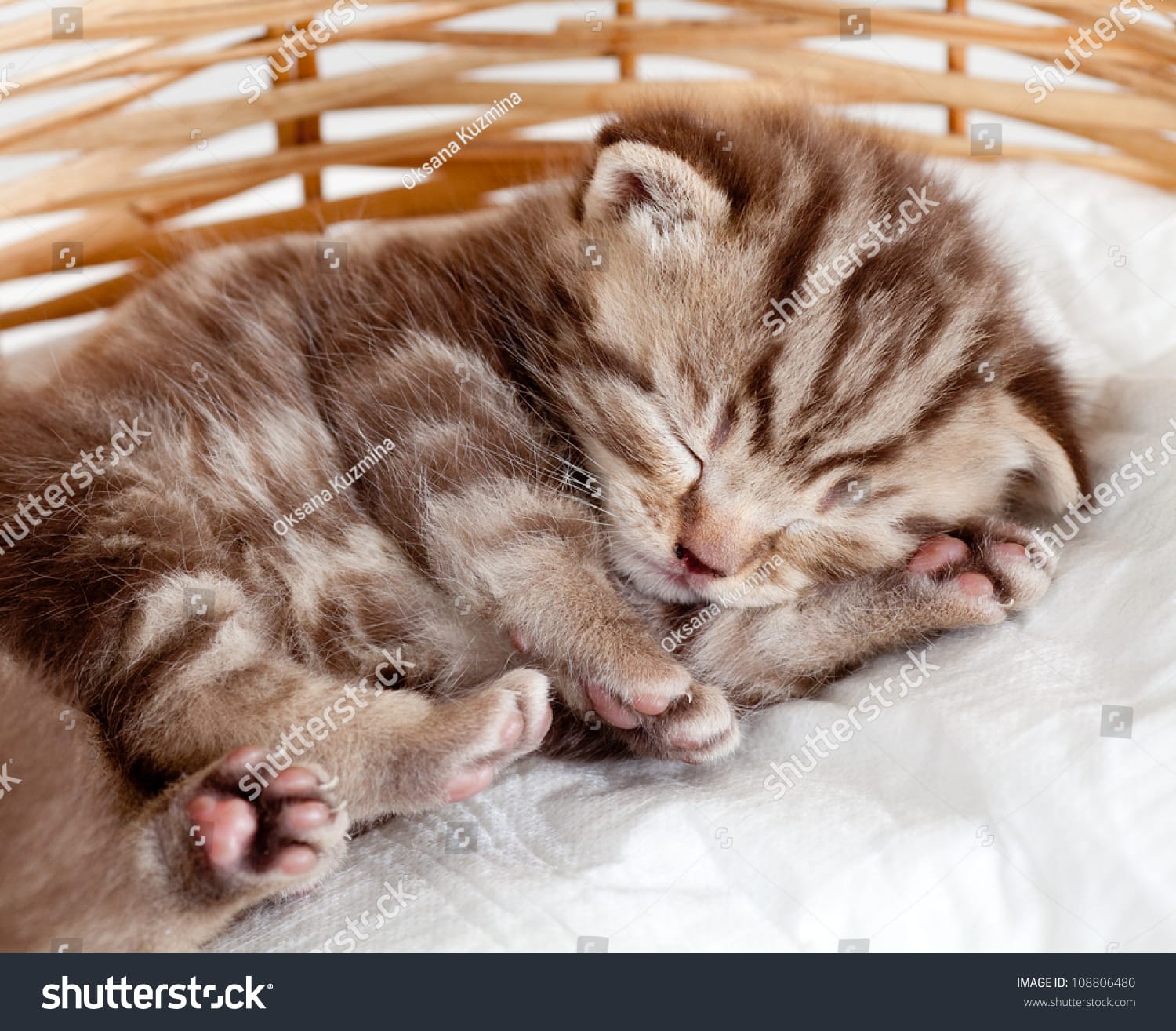بچه گربه Baby Kitten - کد 108806480