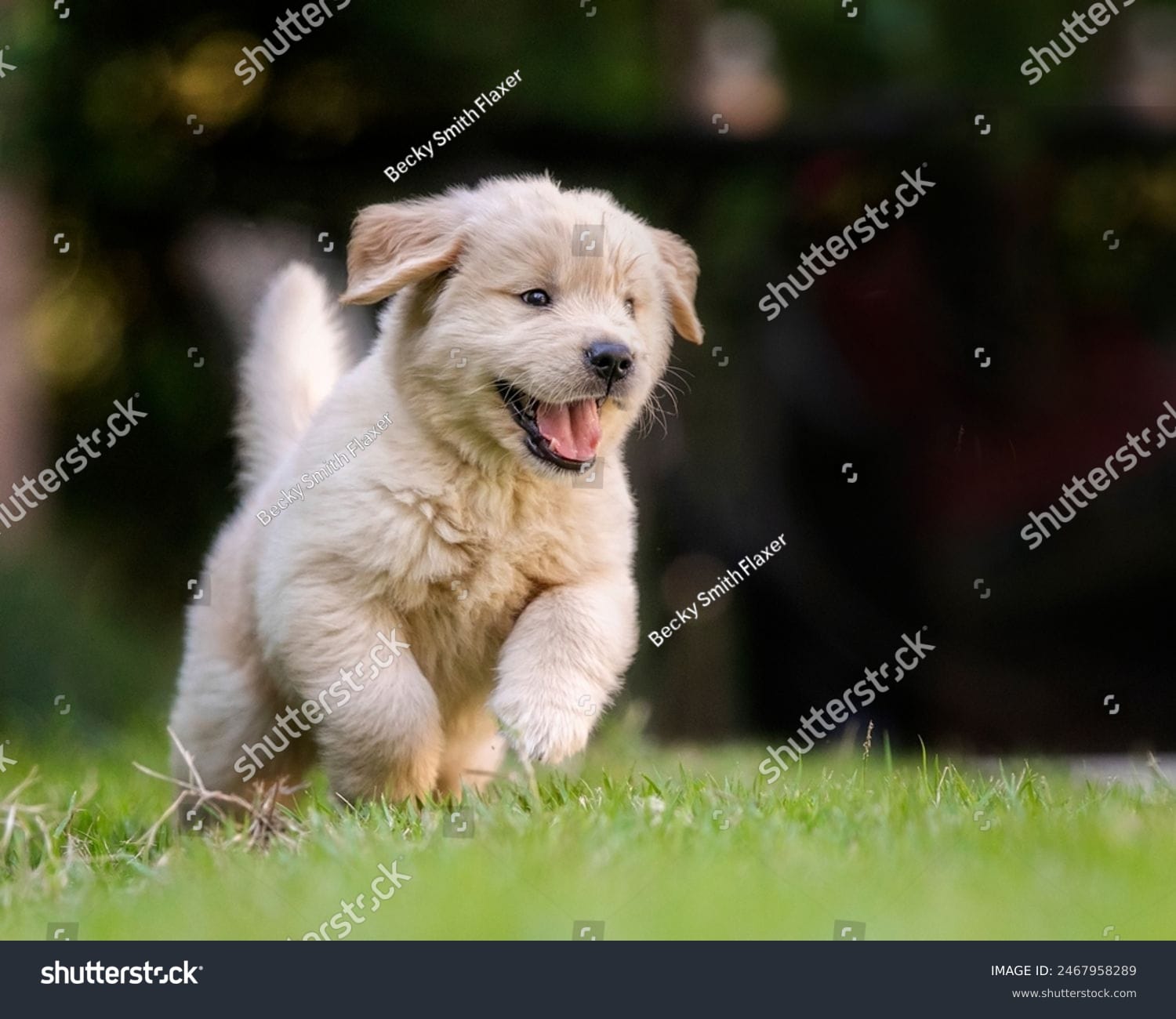 سگ بامزه Cute Dog - کد 2467958289