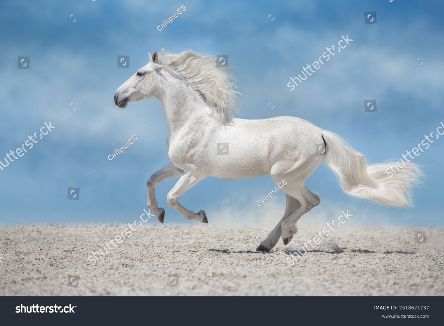 اسب horse - کد 2518621737