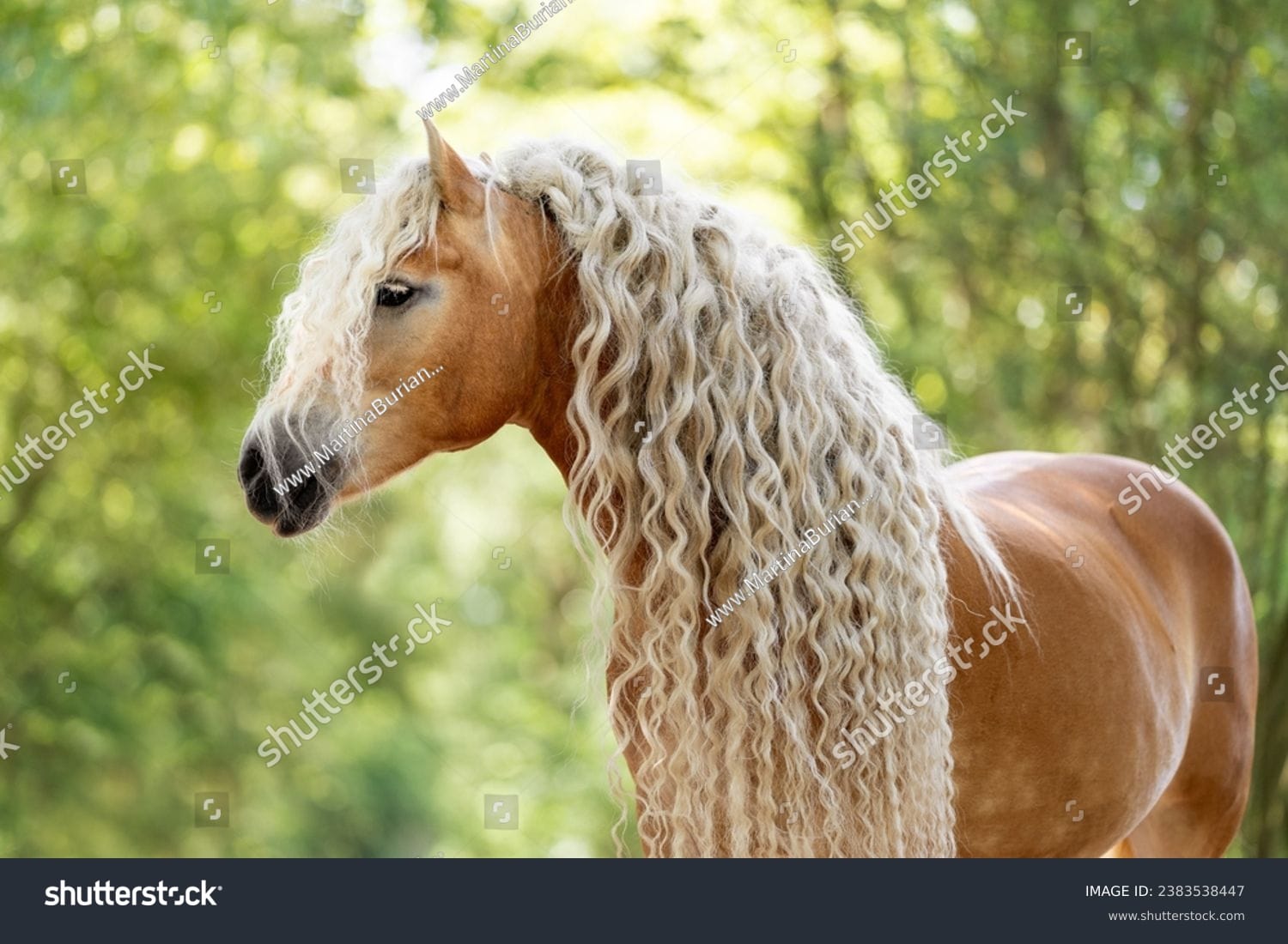 اسب horse - کد 2383538447