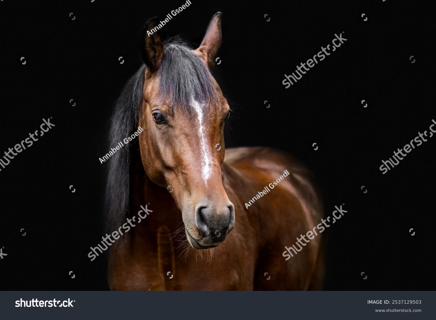 اسب horse - کد 2537129503