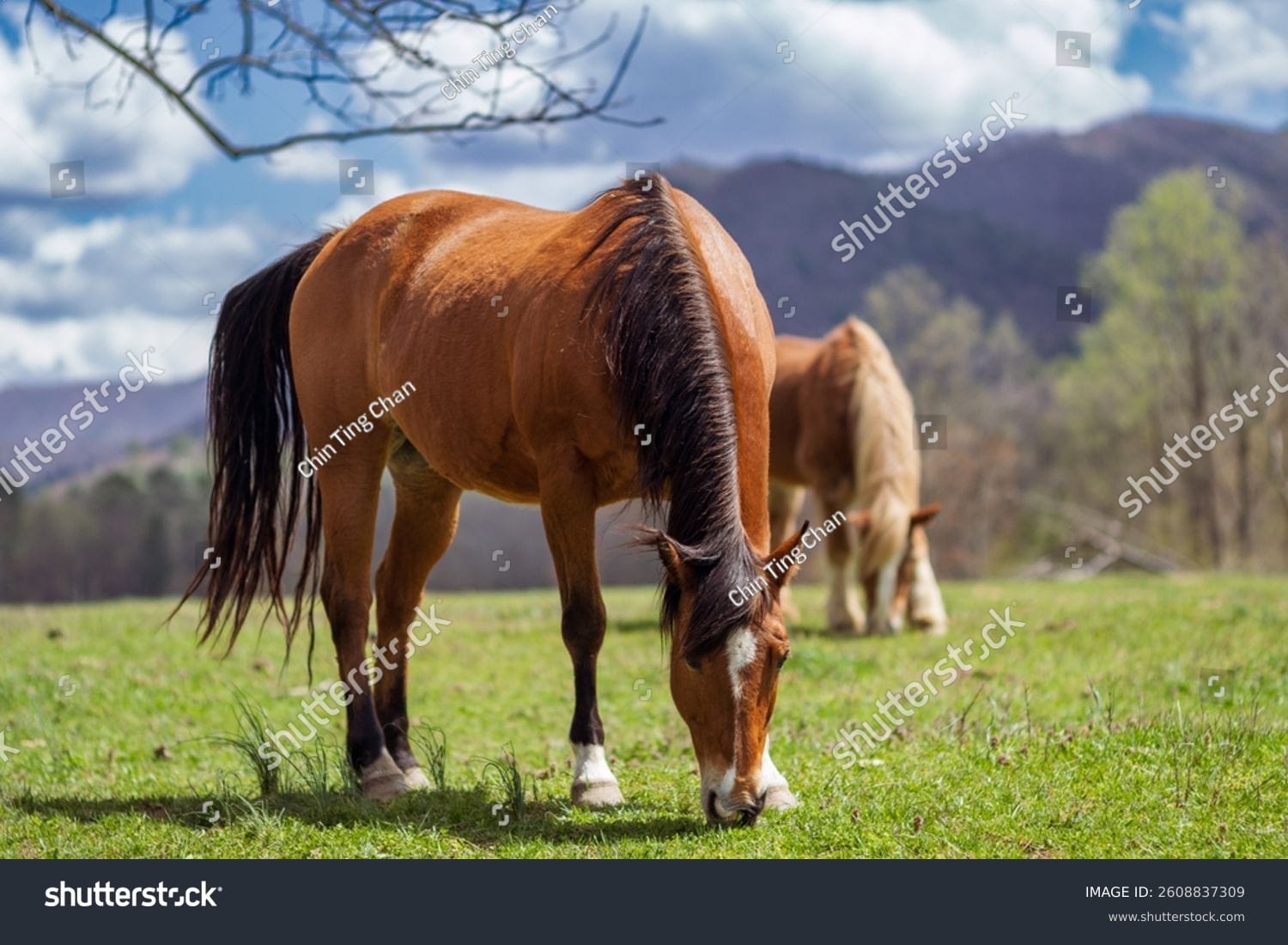 اسب horse - کد 2608837309