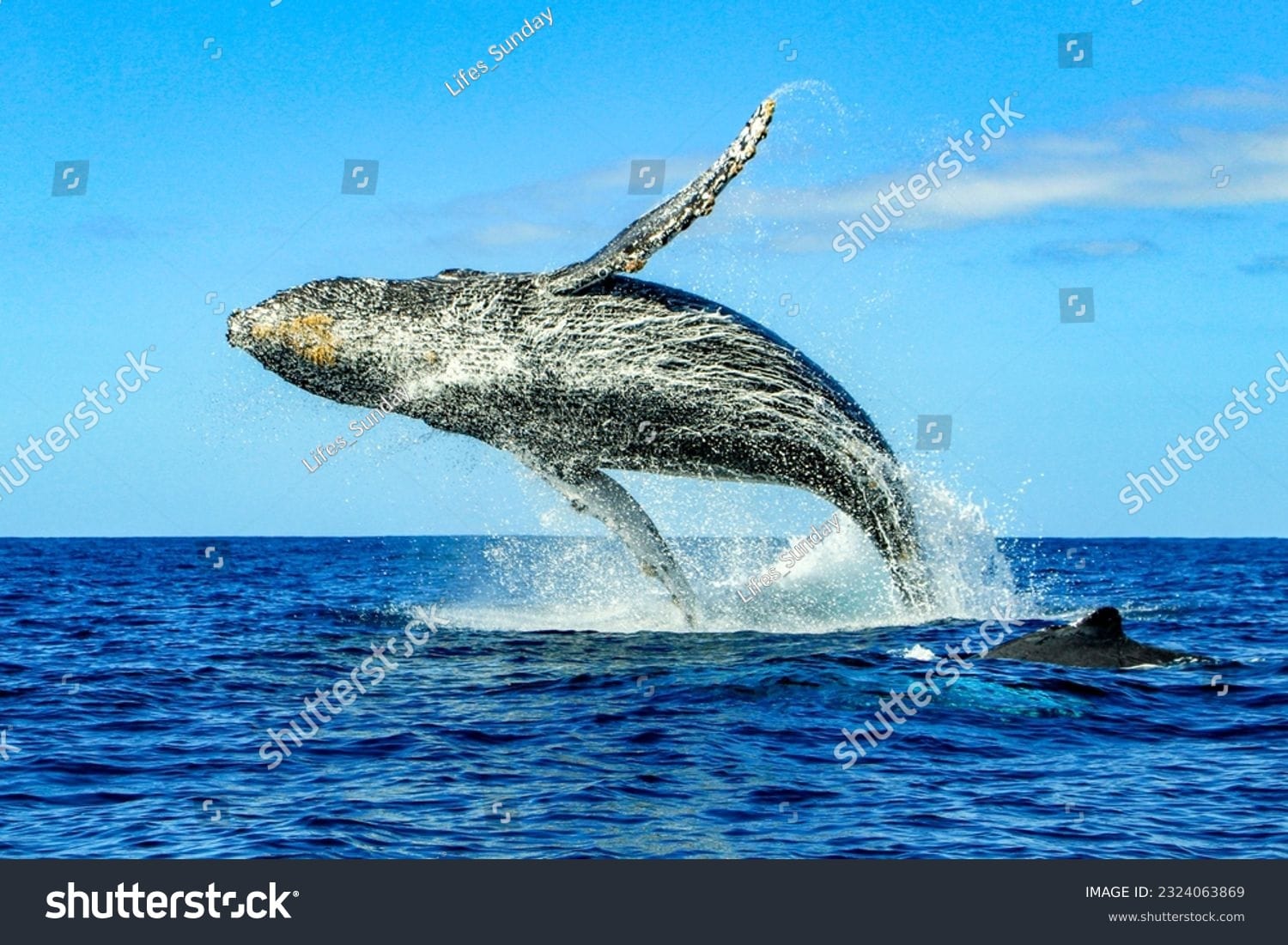 وال Whale - کد 25174200931
