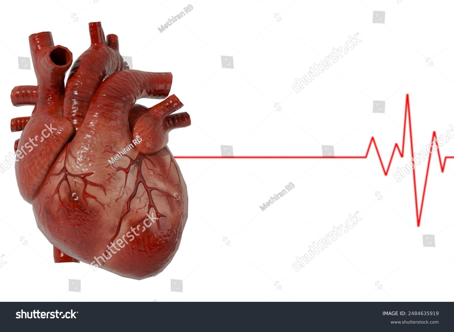 قلب انسان Human Heart - کد 2484635919