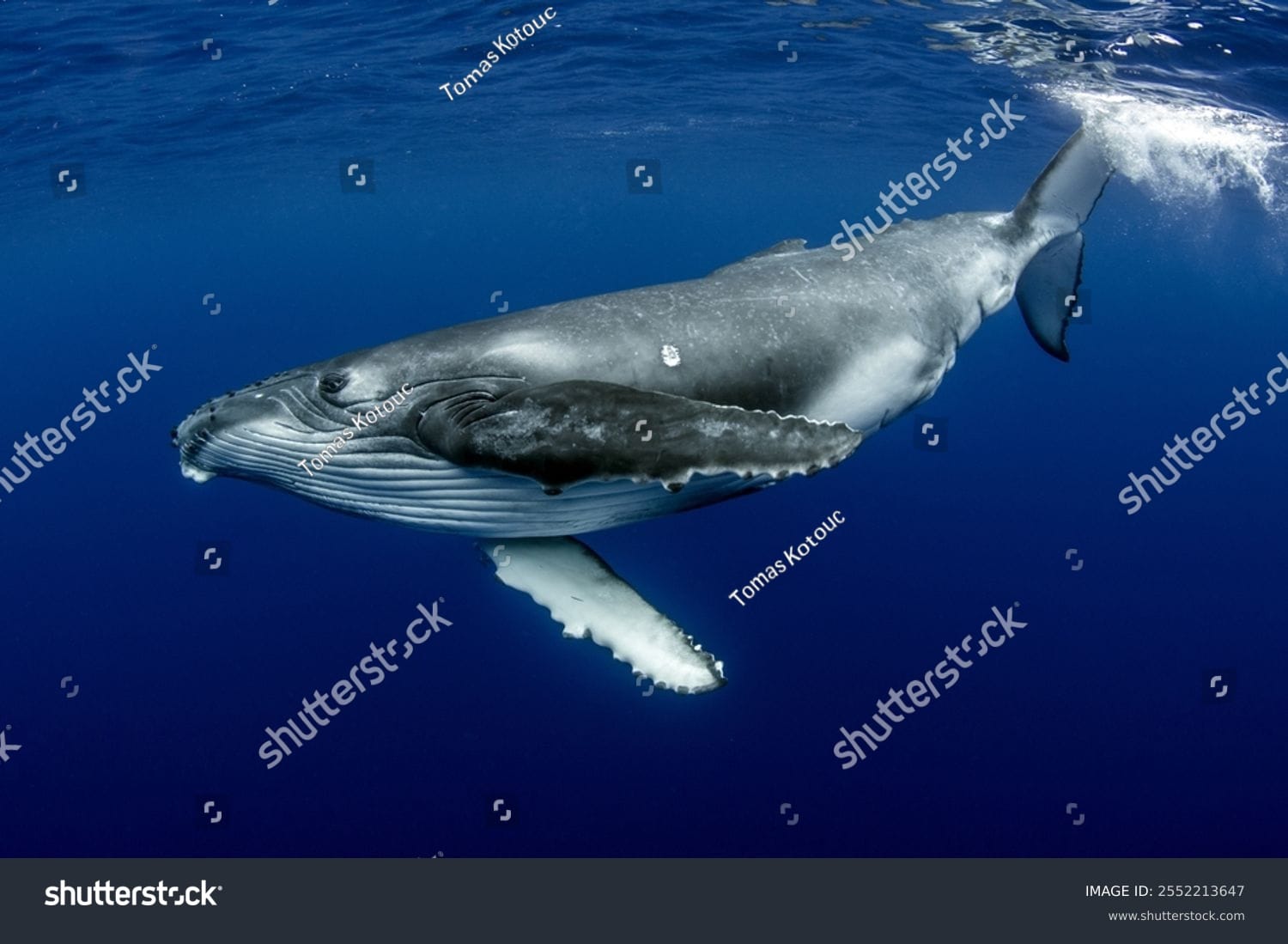 وال Whale - کد 2552213647