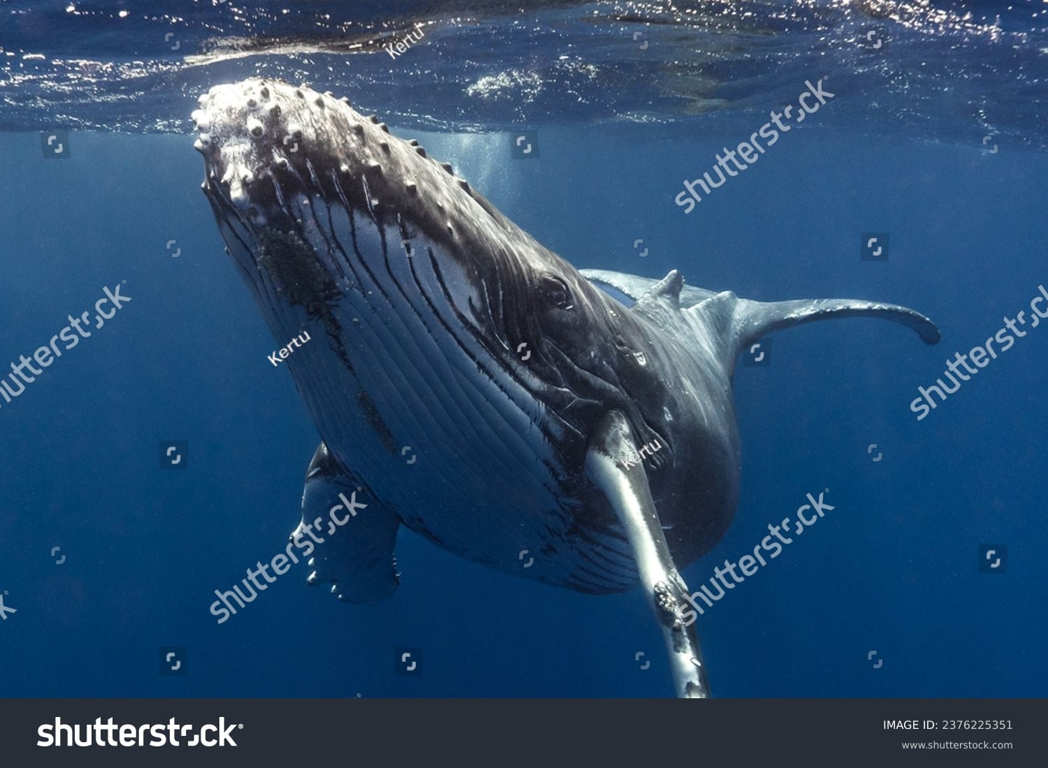 وال Whale - کد 2376225351